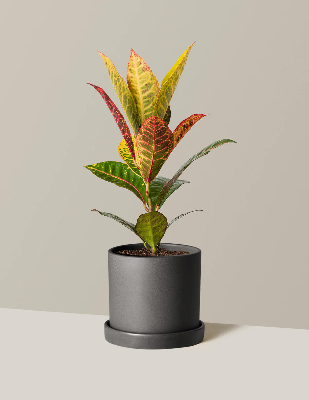 Croton Petra - Image 7