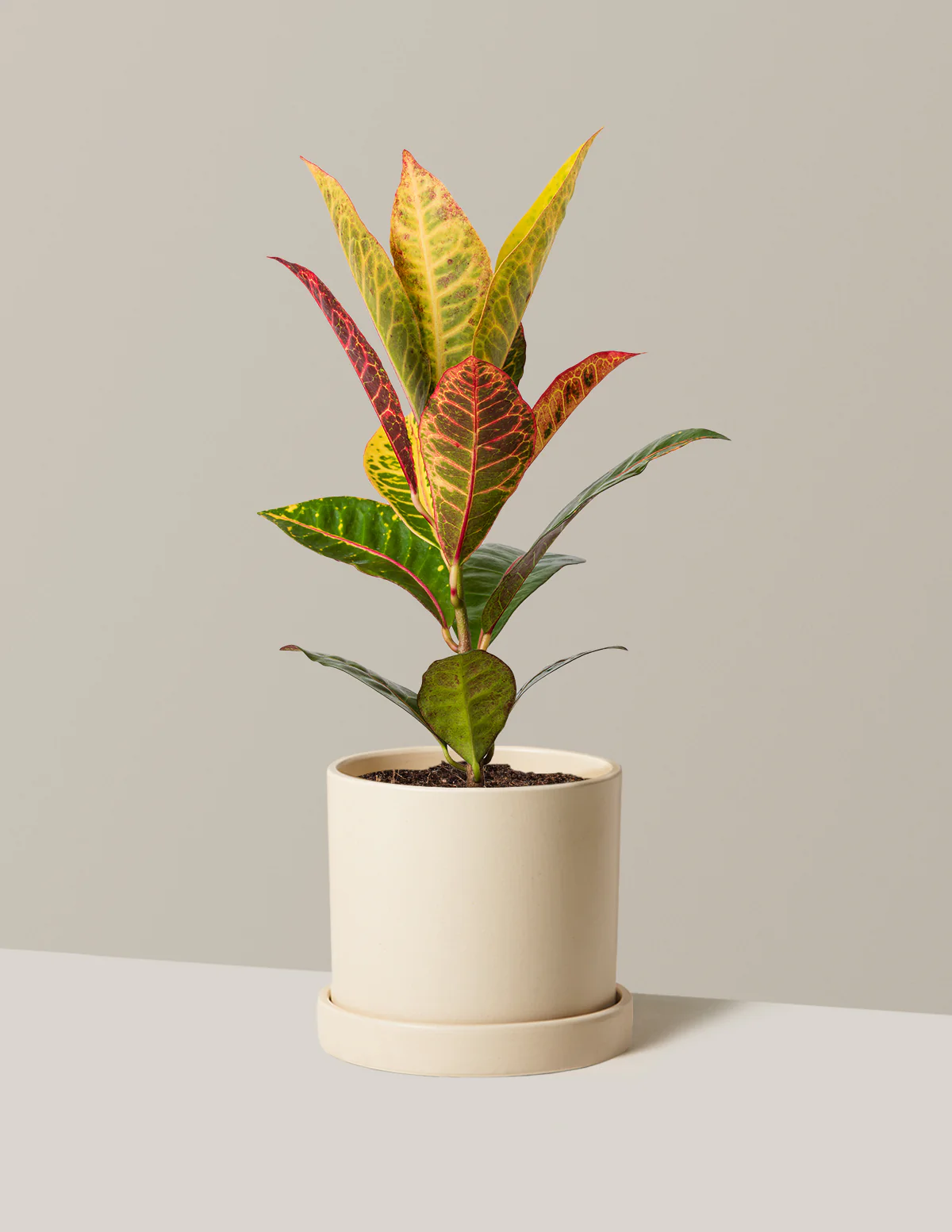 Croton Petra - Image 8