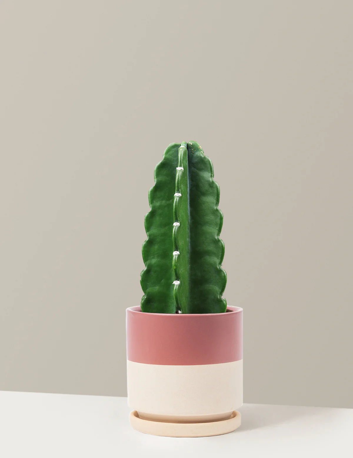 Cuddly Cactus - Image 20