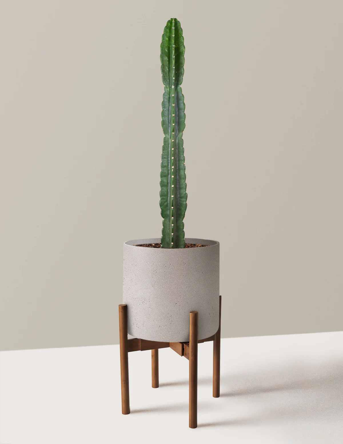 Cuddly Cactus - Image 31