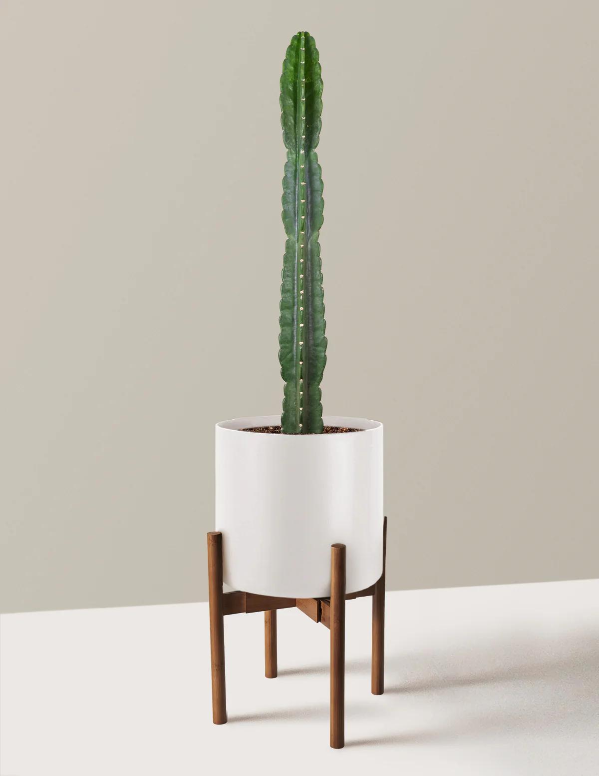 Cuddly Cactus - Image 34