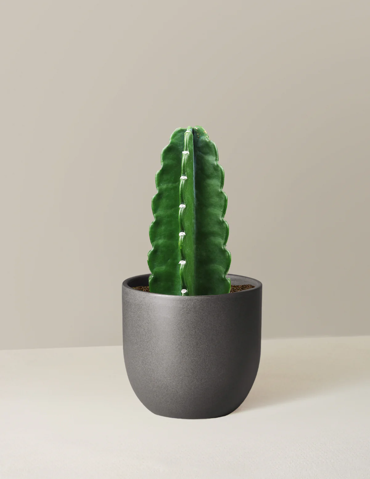 Cuddly Cactus - Image 8