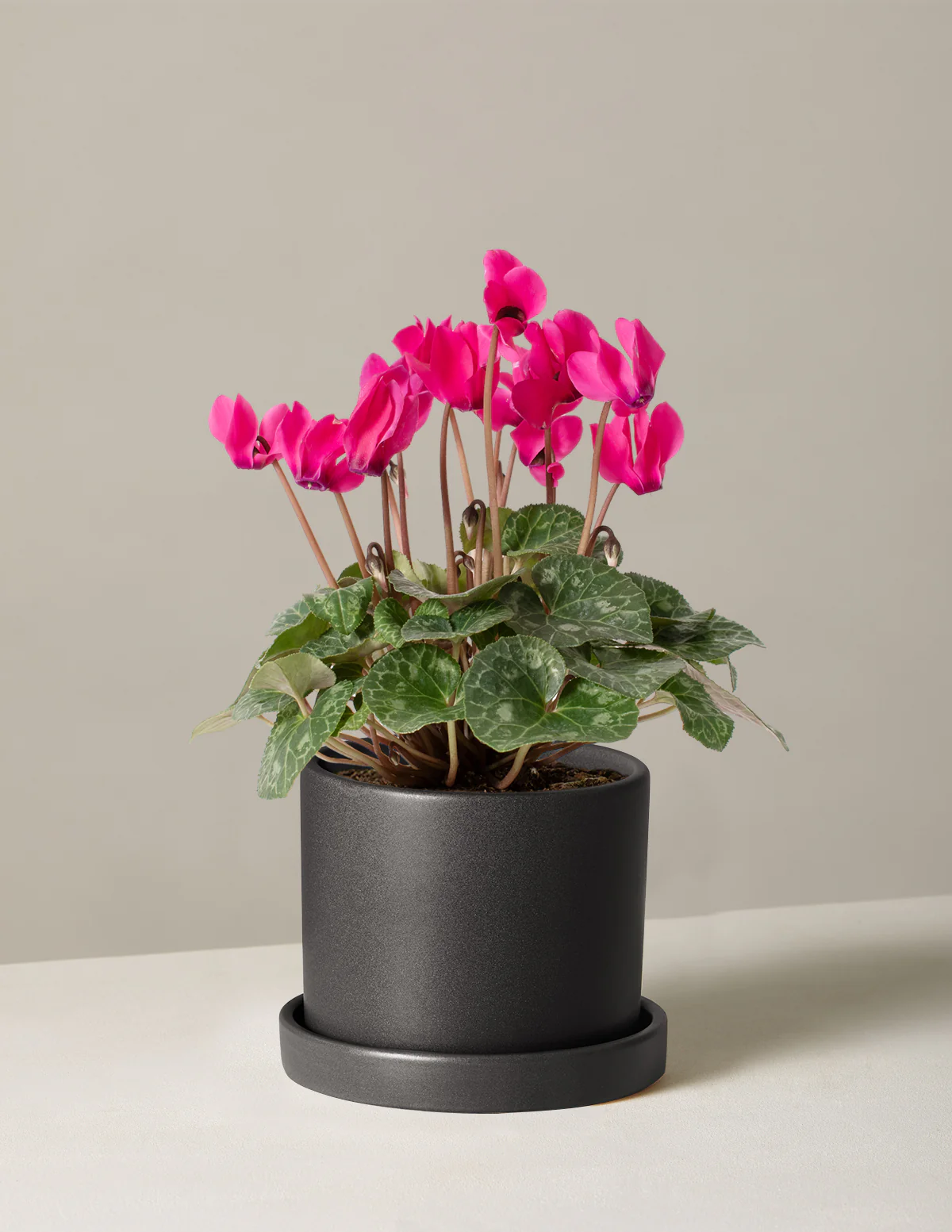 Cyclamen - Image 10