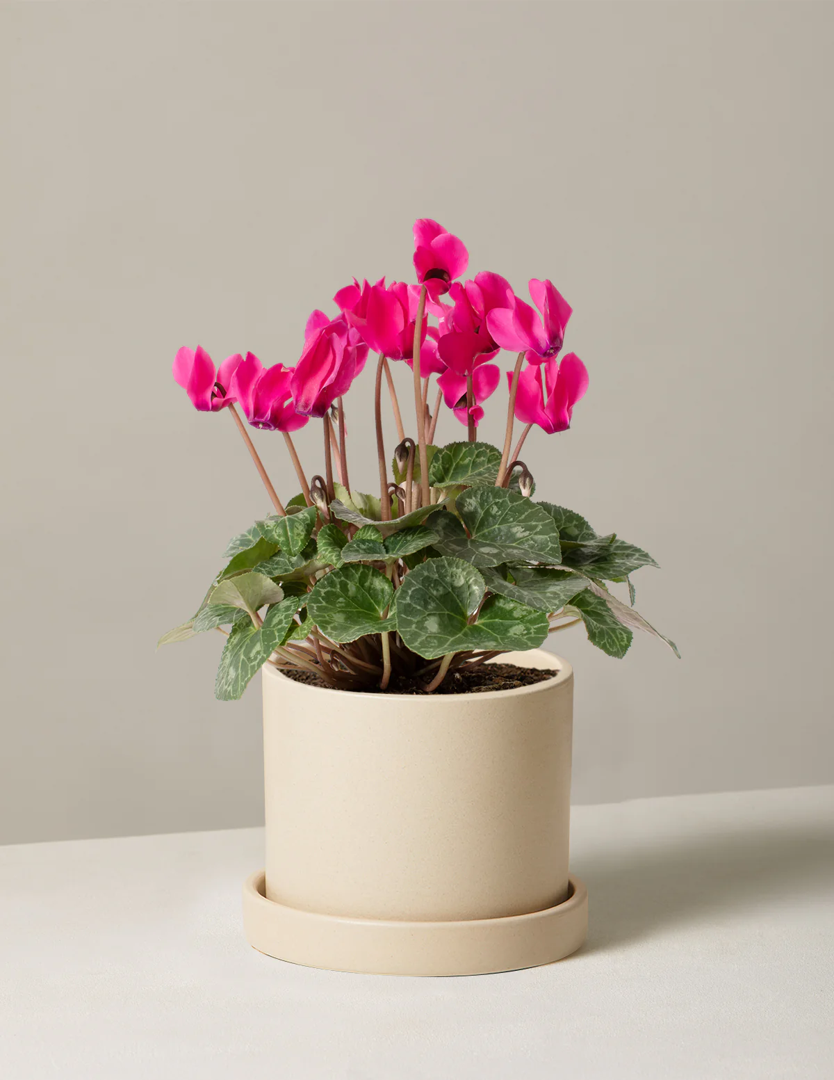 Cyclamen - Image 11