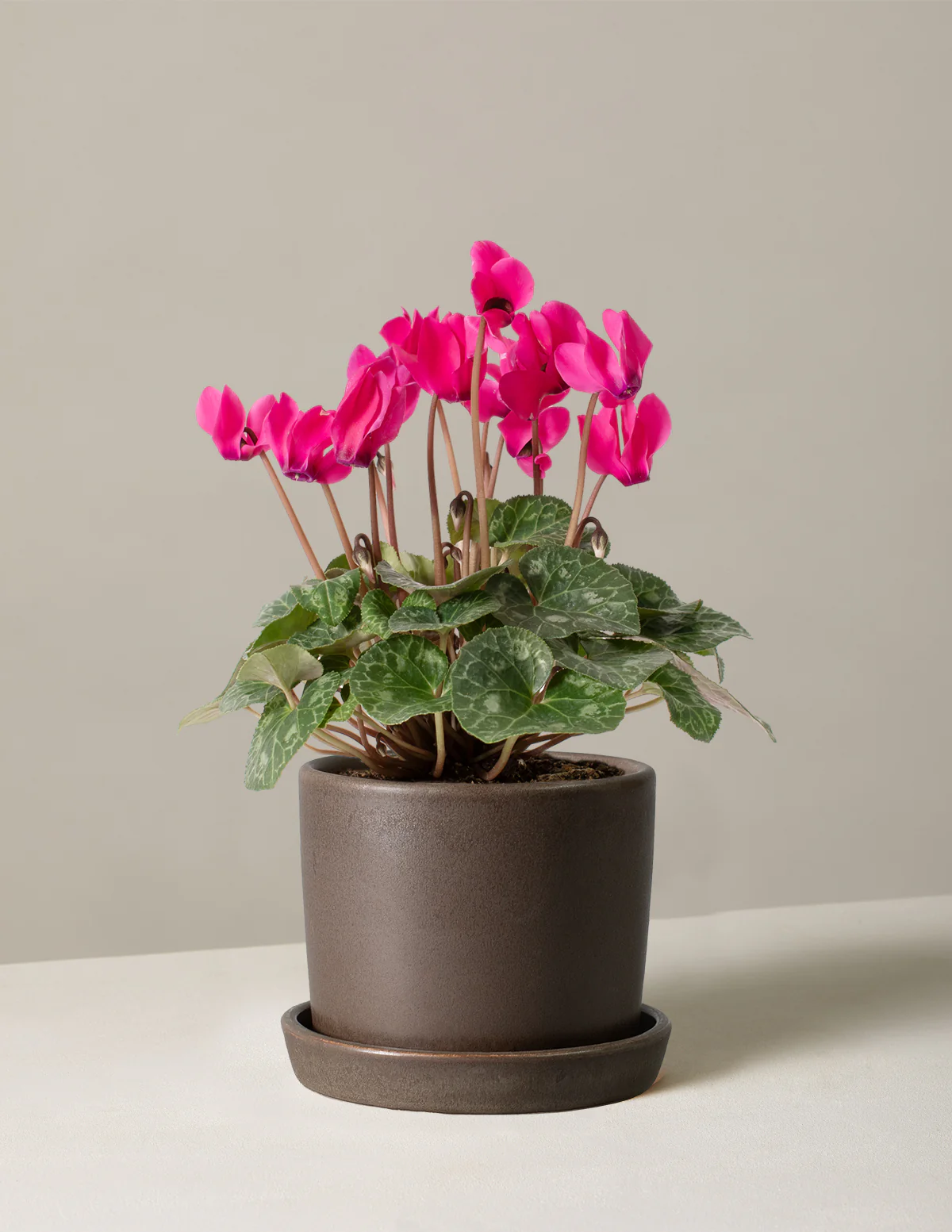 Cyclamen - Image 12