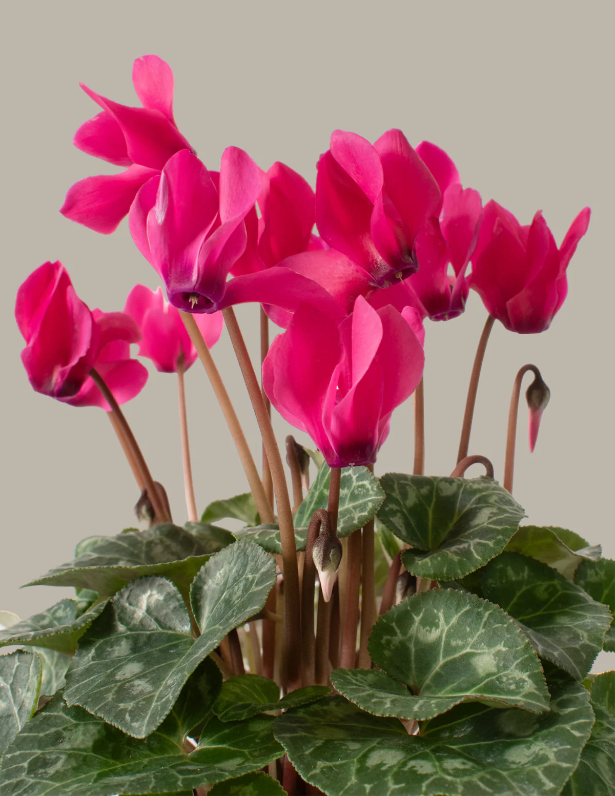 Cyclamen - Image 2