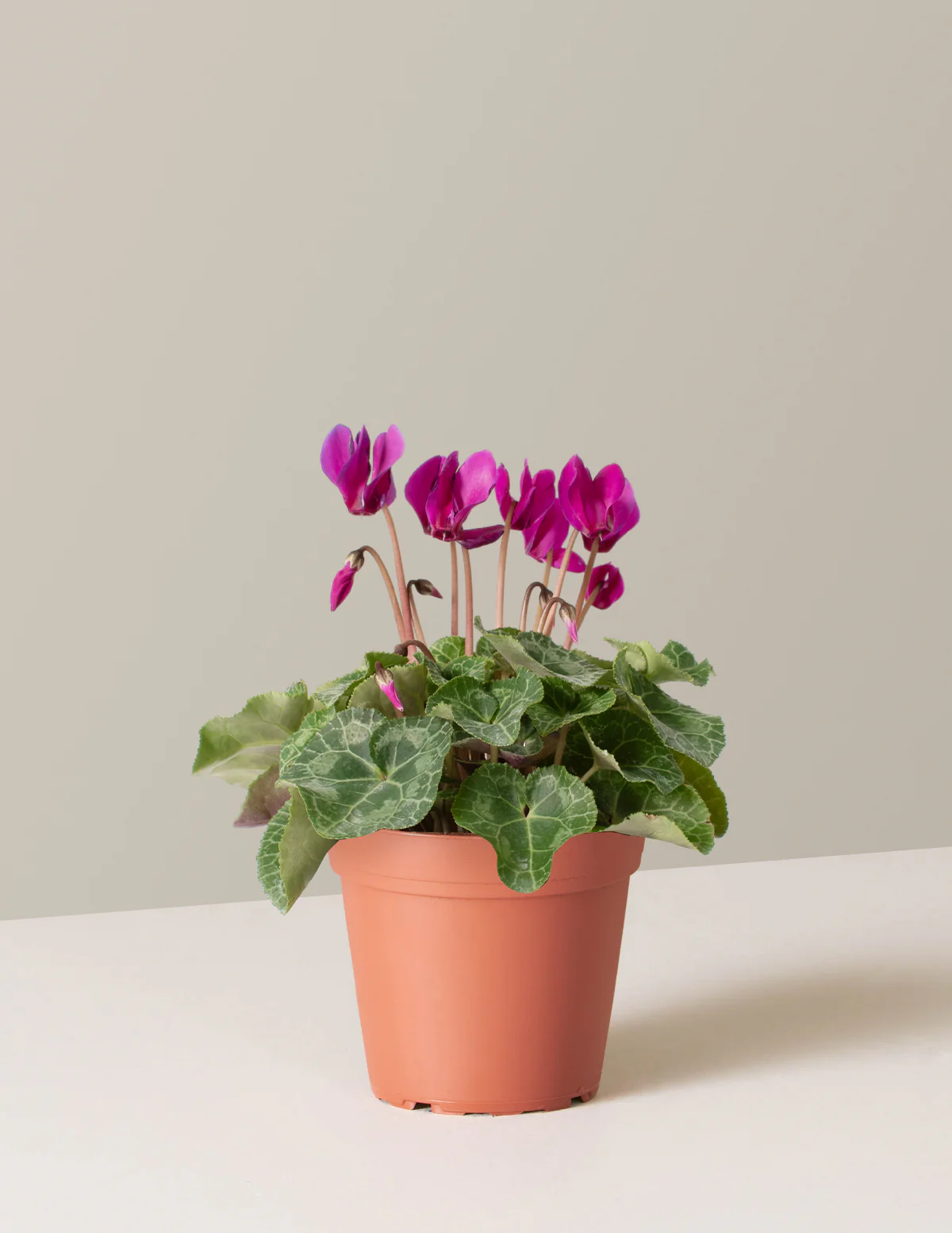 Cyclamen - Image 4