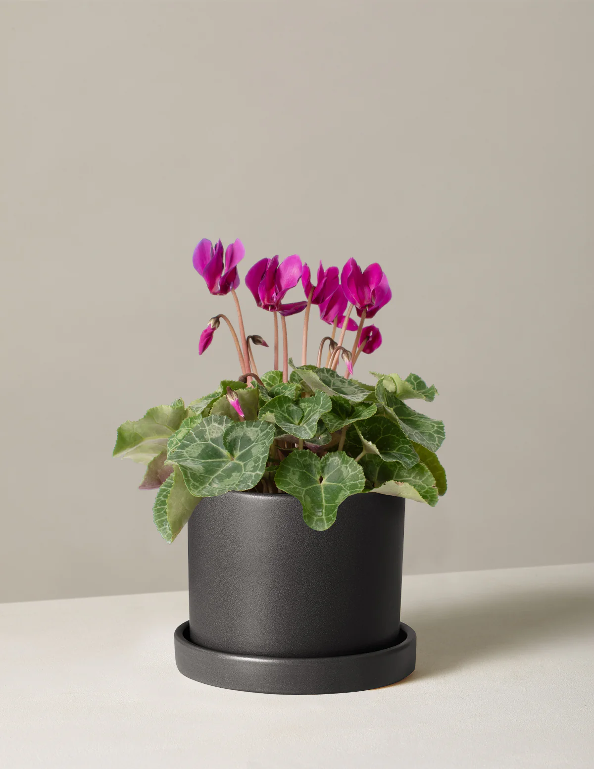 Cyclamen - Image 5