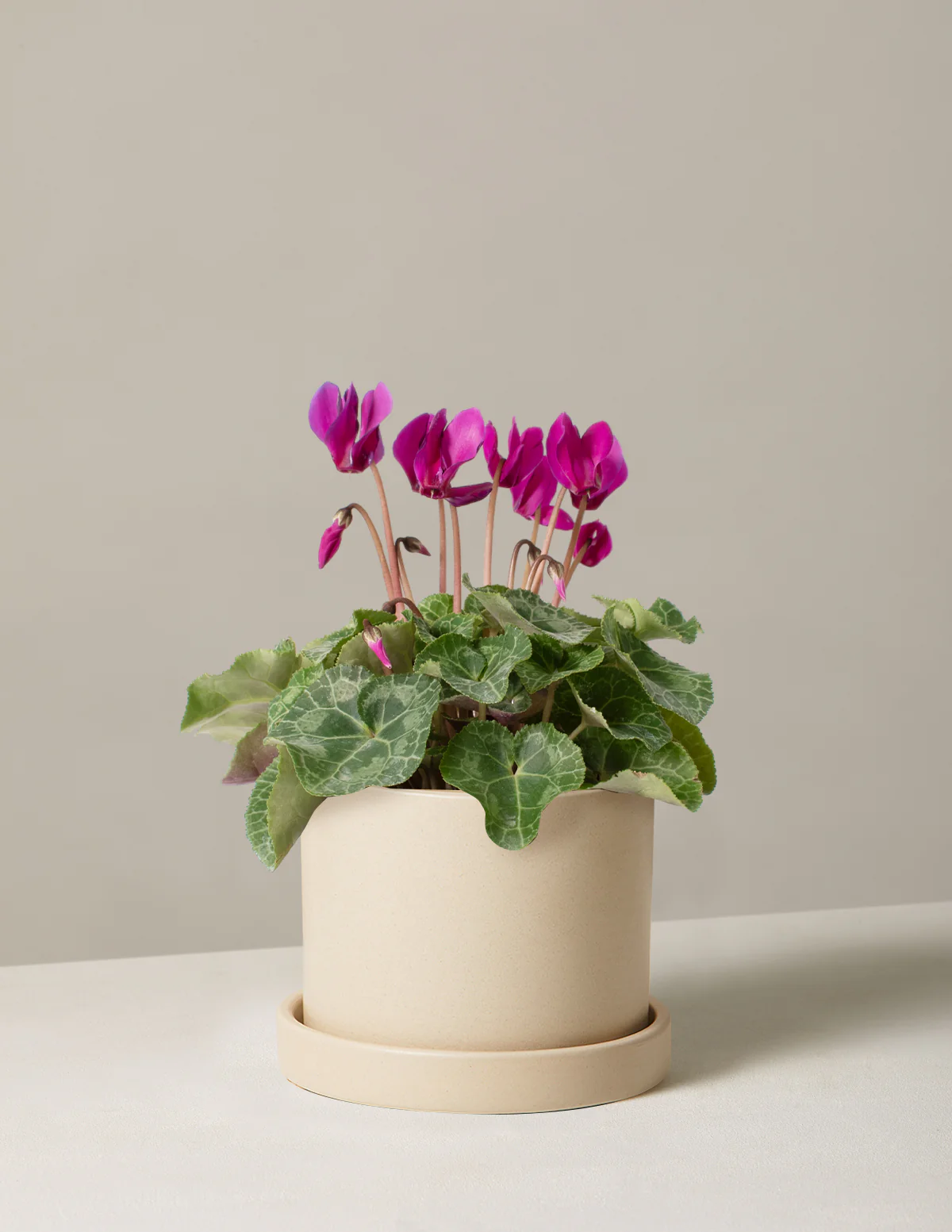 Cyclamen - Image 6