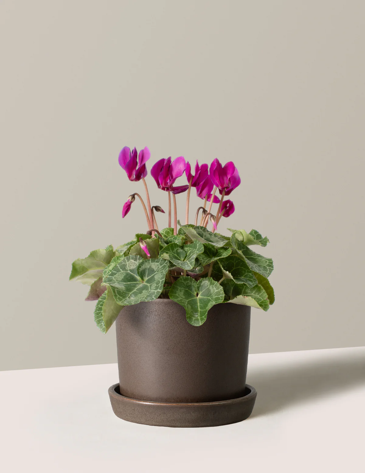 Cyclamen - Image 7