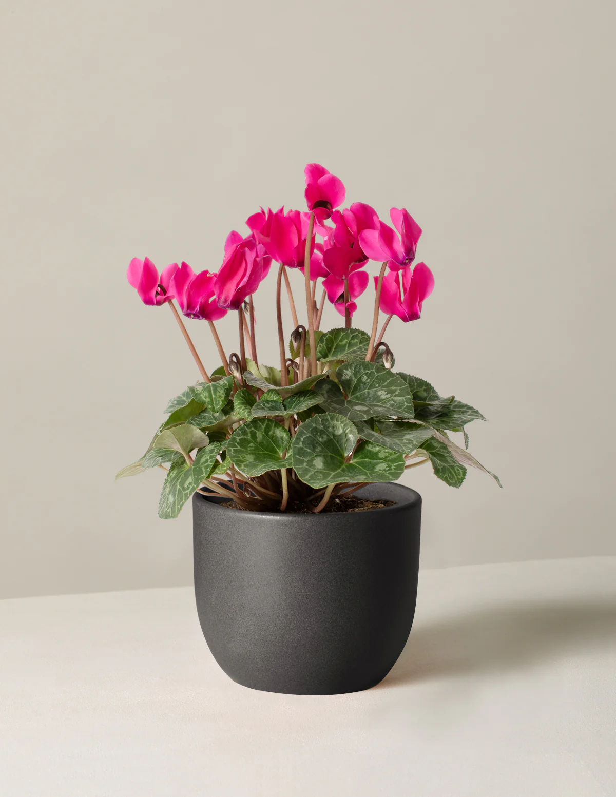 Cyclamen - Image 8