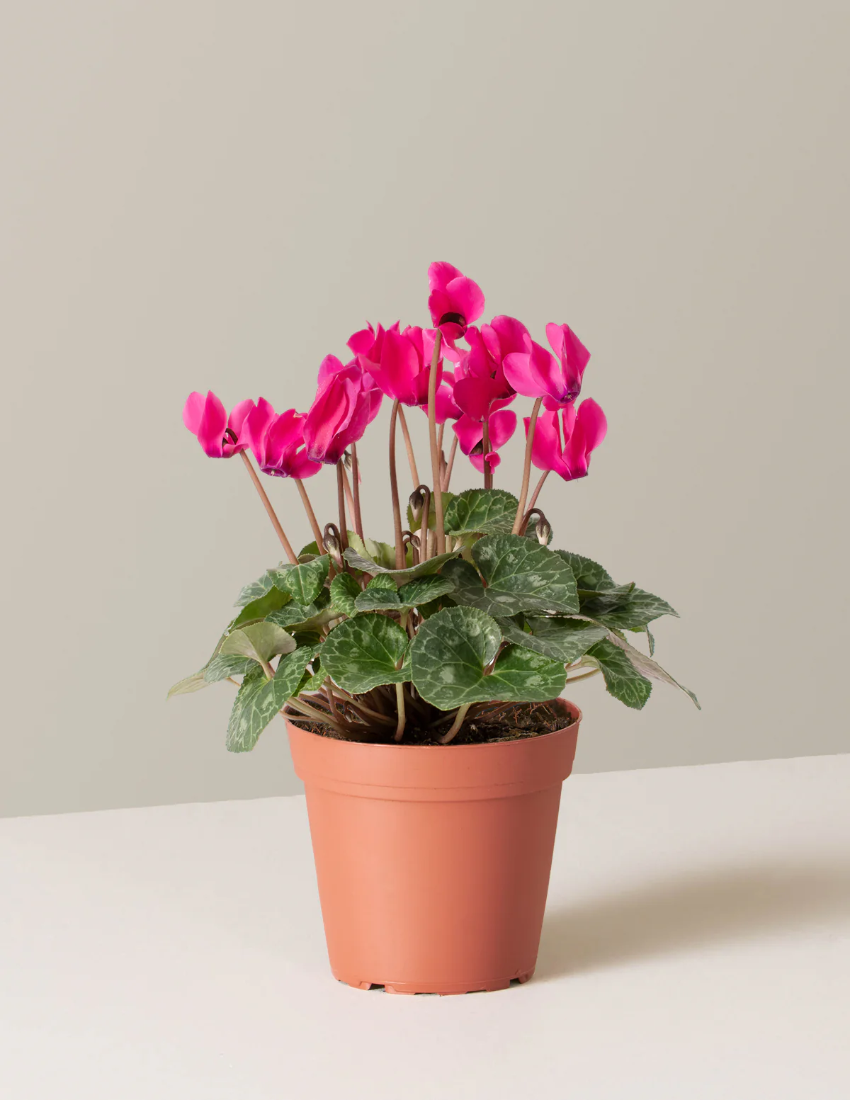 Cyclamen - Image 9