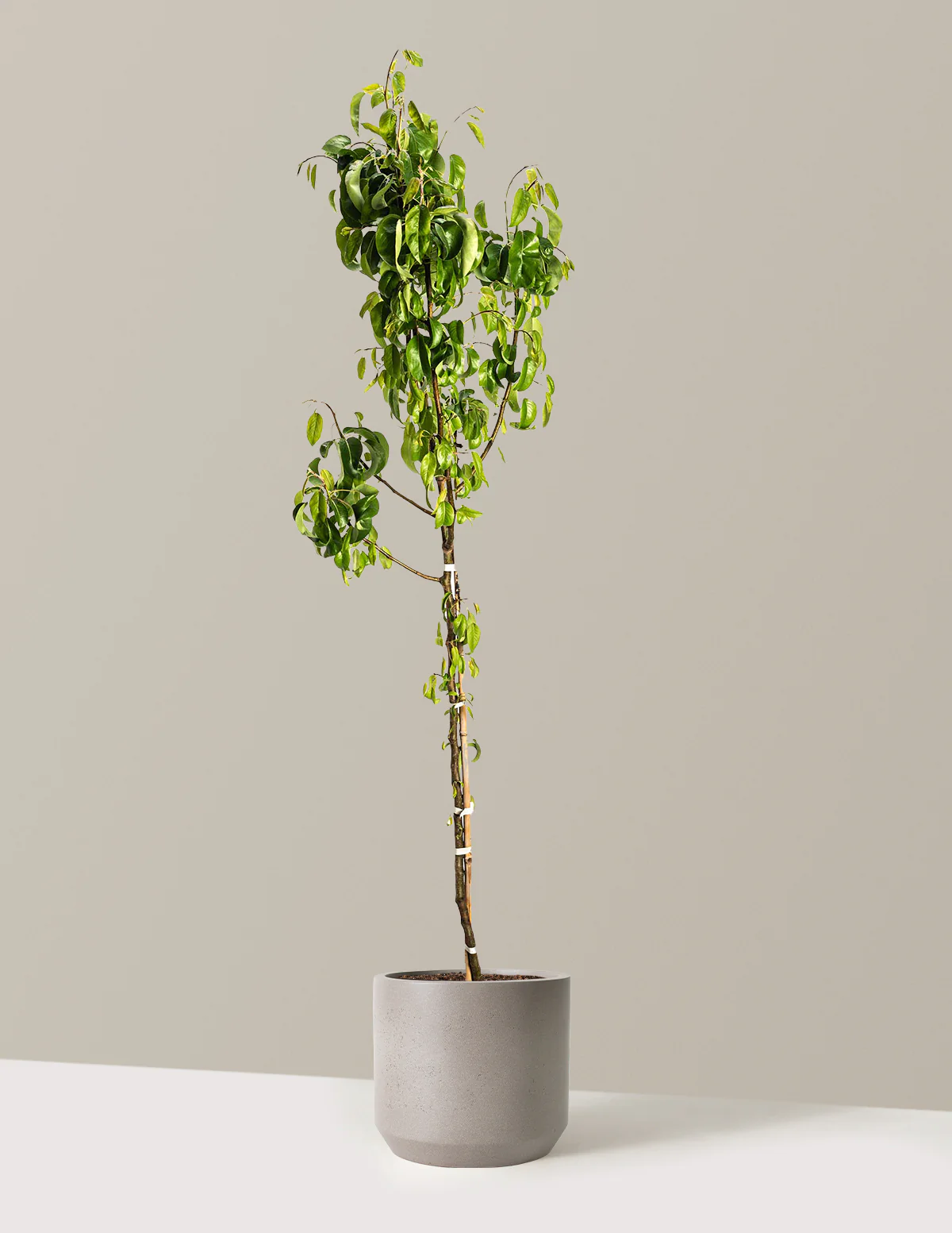 D'Anjou Pear Tree