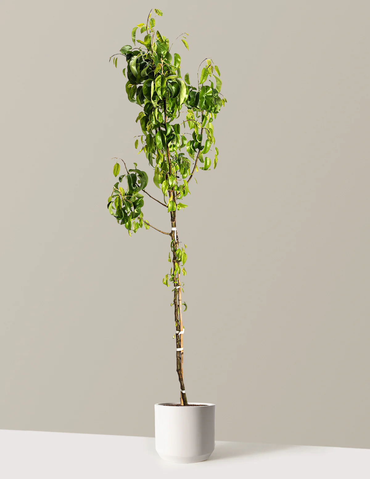 D'Anjou Pear Tree - Image 10