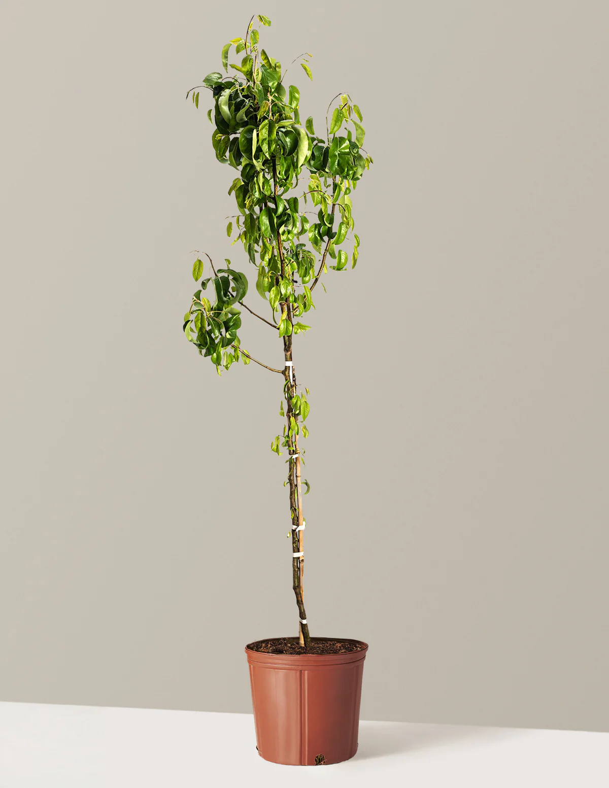 D'Anjou Pear Tree - Image 11