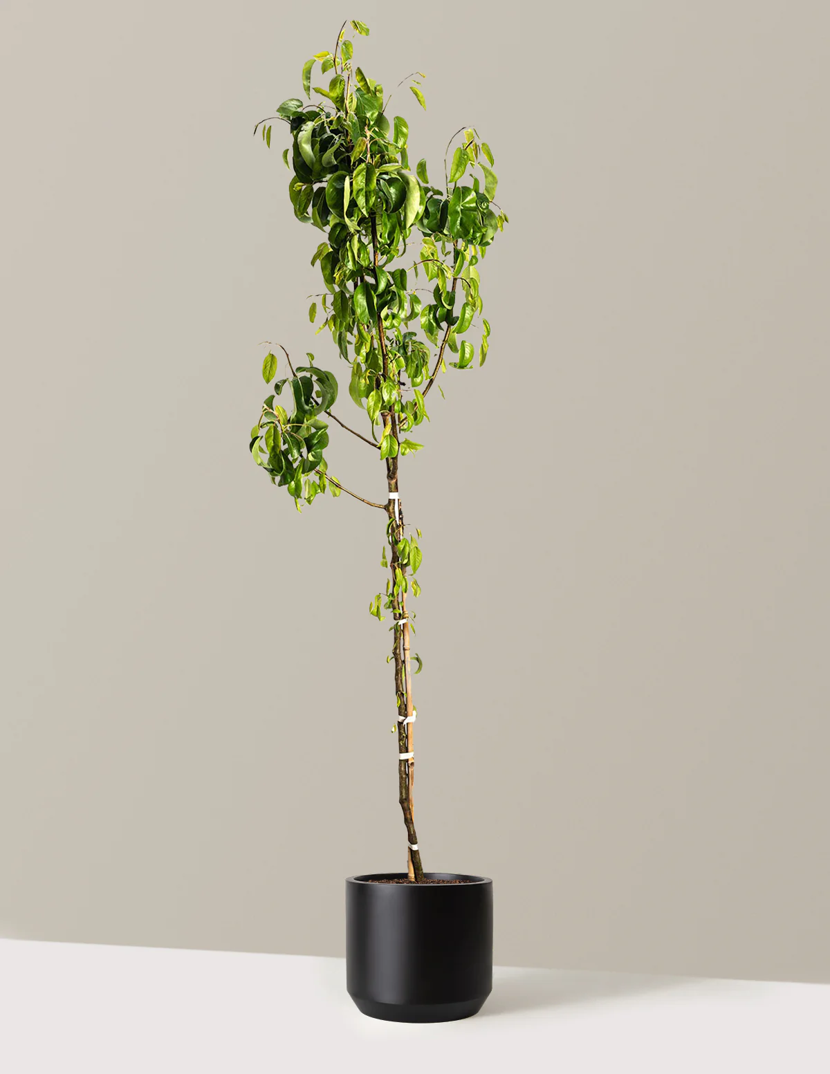D'Anjou Pear Tree - Image 12
