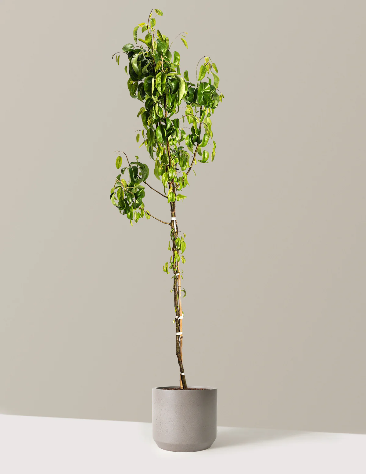 D'Anjou Pear Tree - Image 13