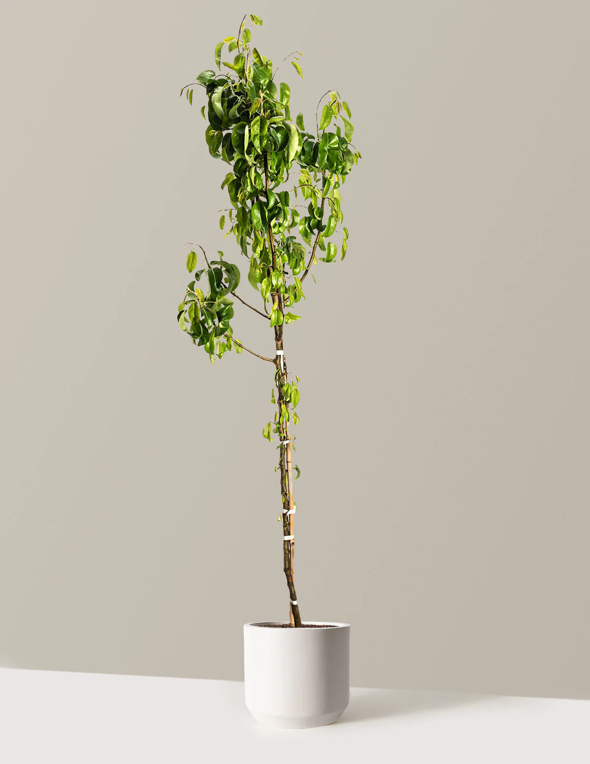 D'Anjou Pear Tree - Image 14