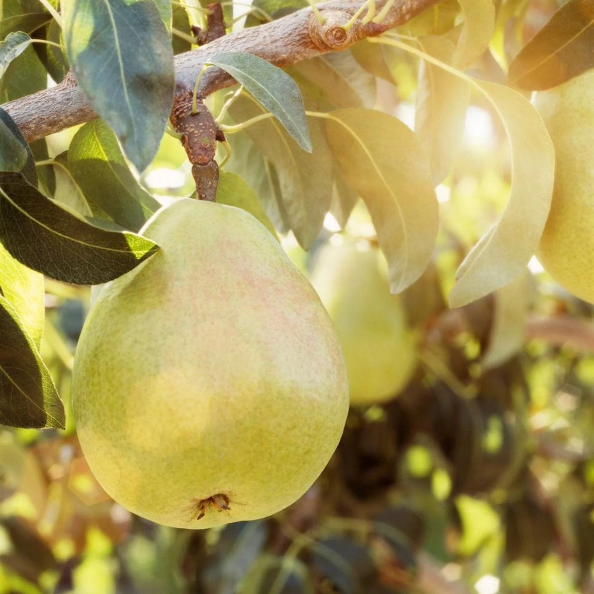 D'Anjou Pear Tree - Image 2