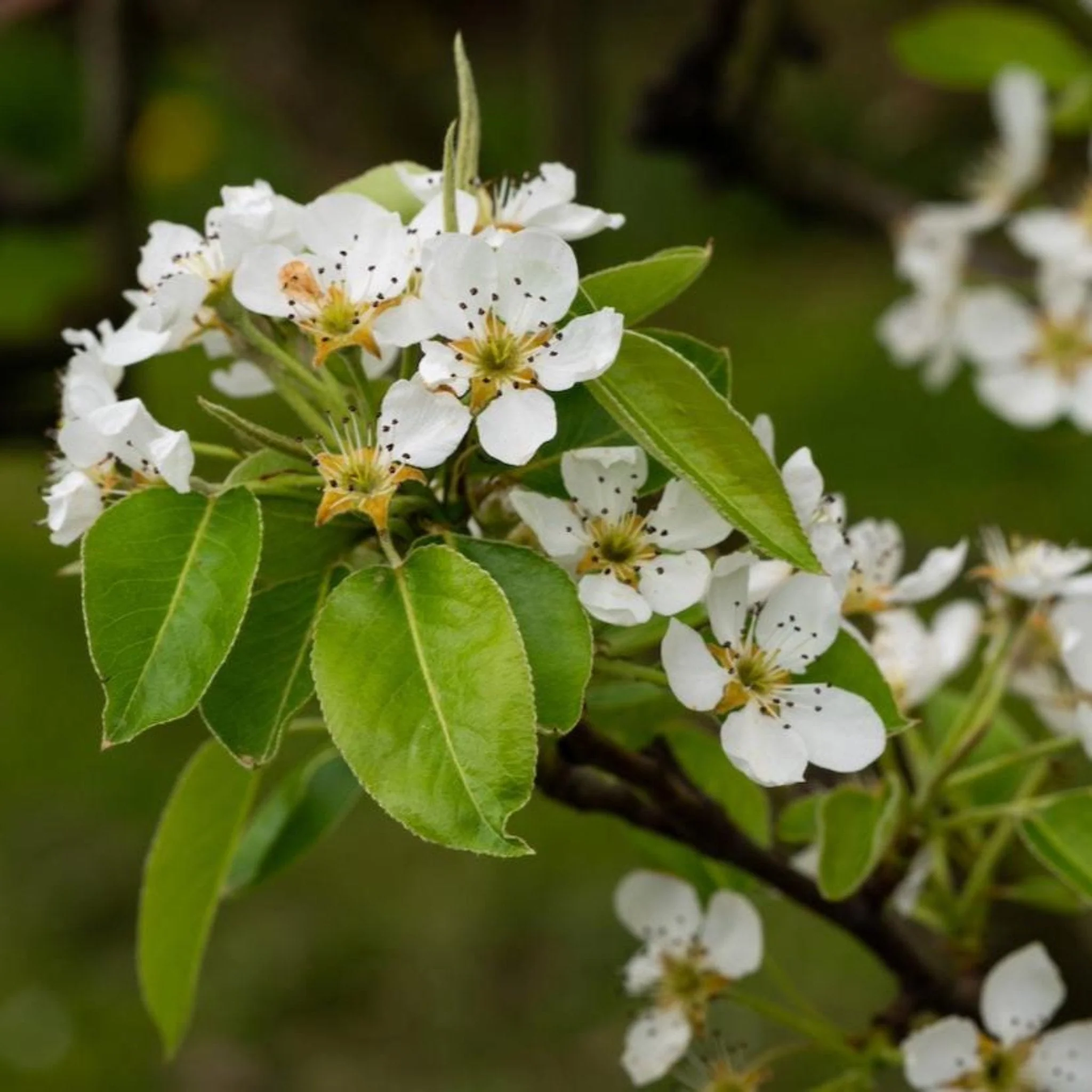D'Anjou Pear Tree - Image 3