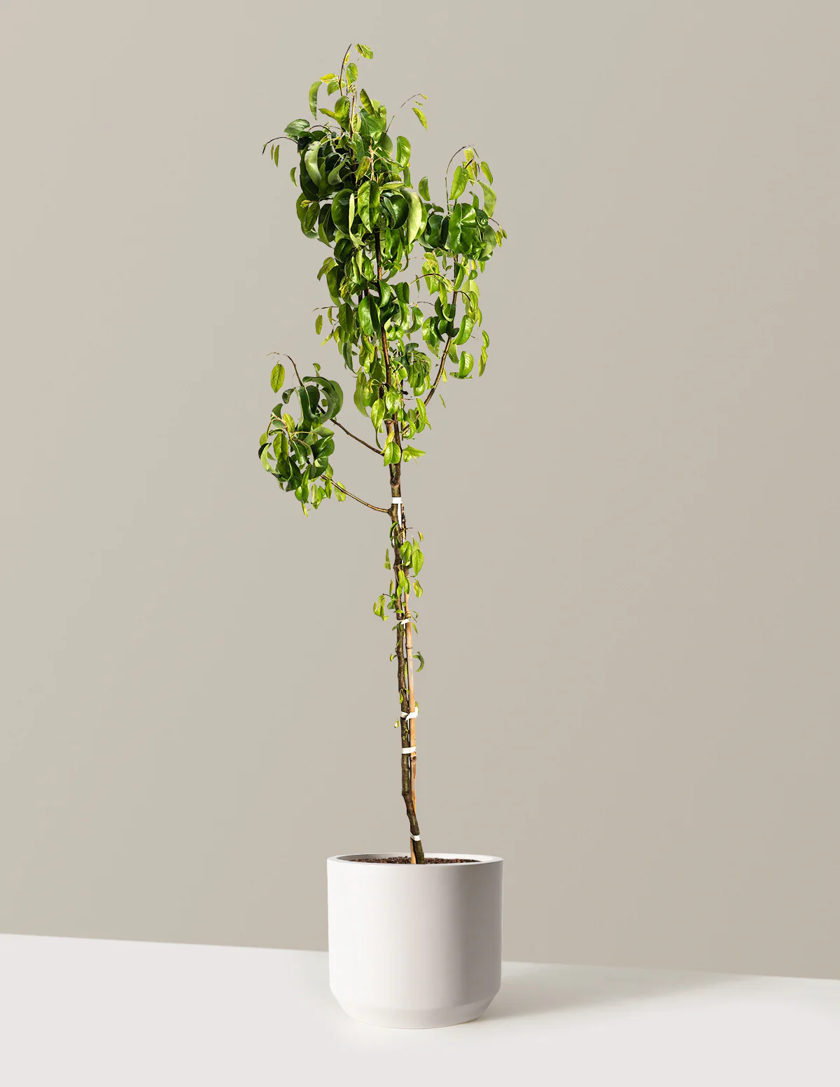 D'Anjou Pear Tree - Image 4