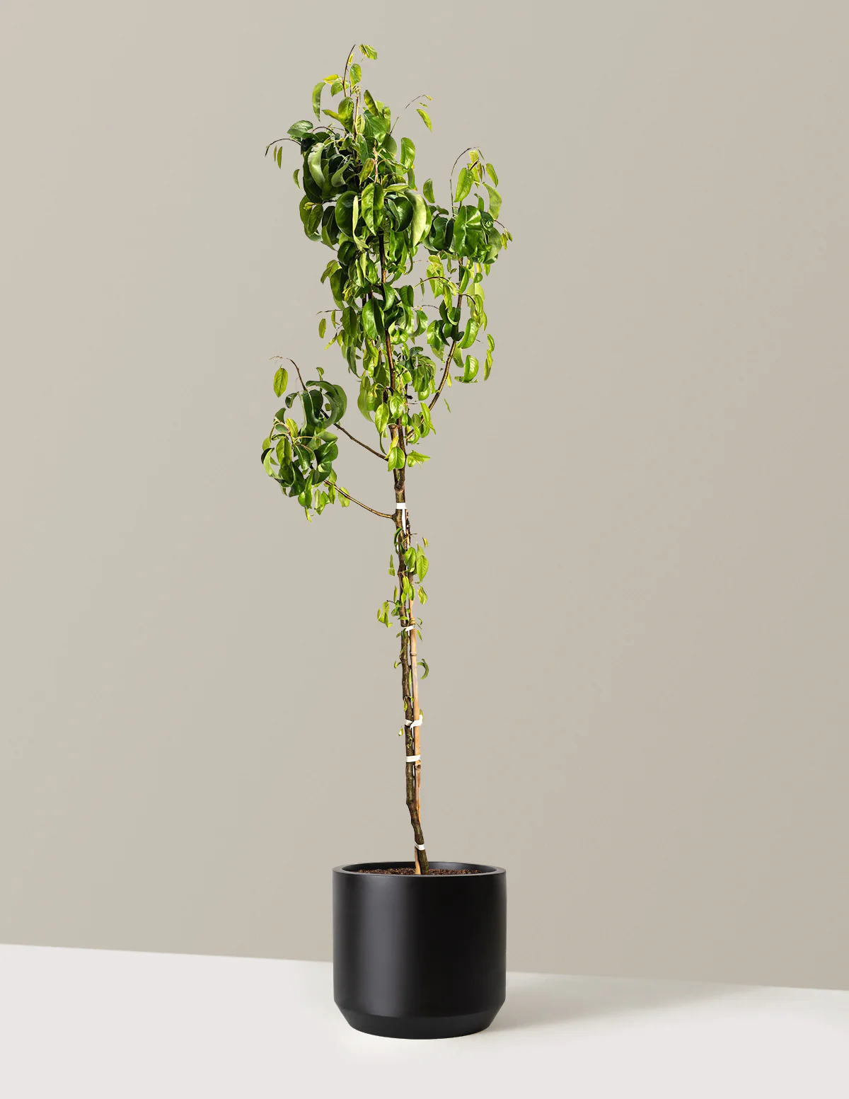 D'Anjou Pear Tree - Image 6