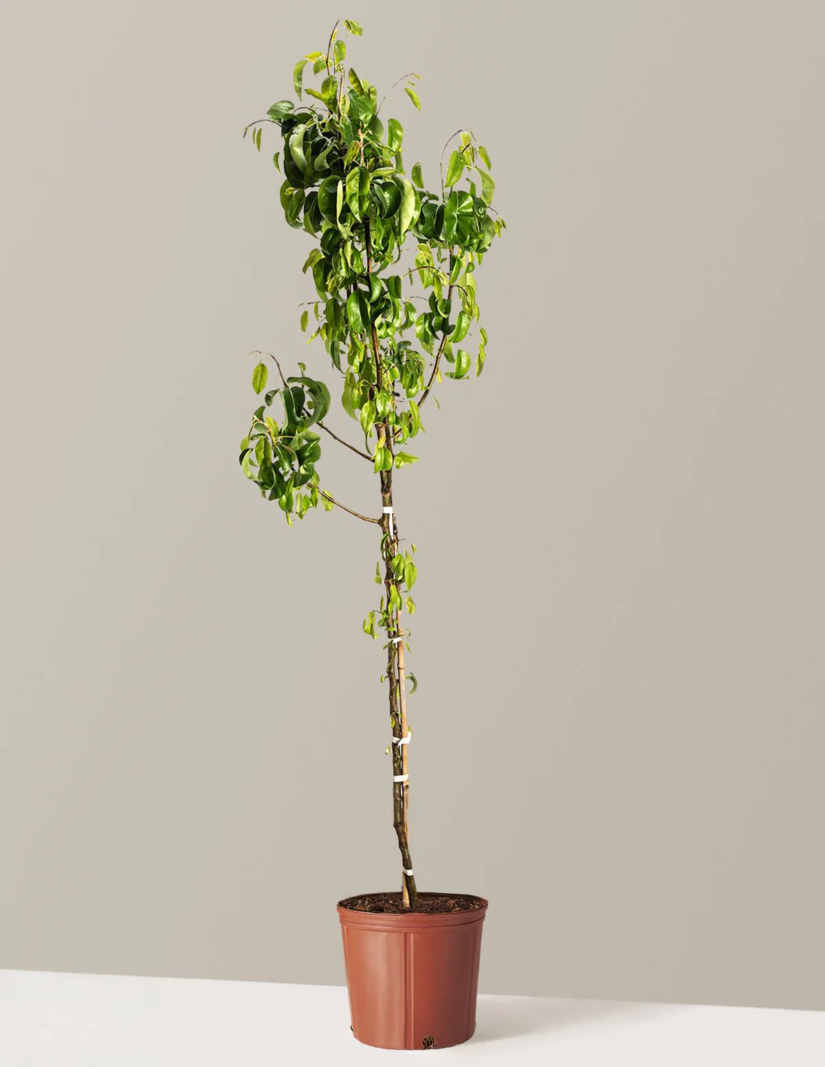 D'Anjou Pear Tree - Image 7