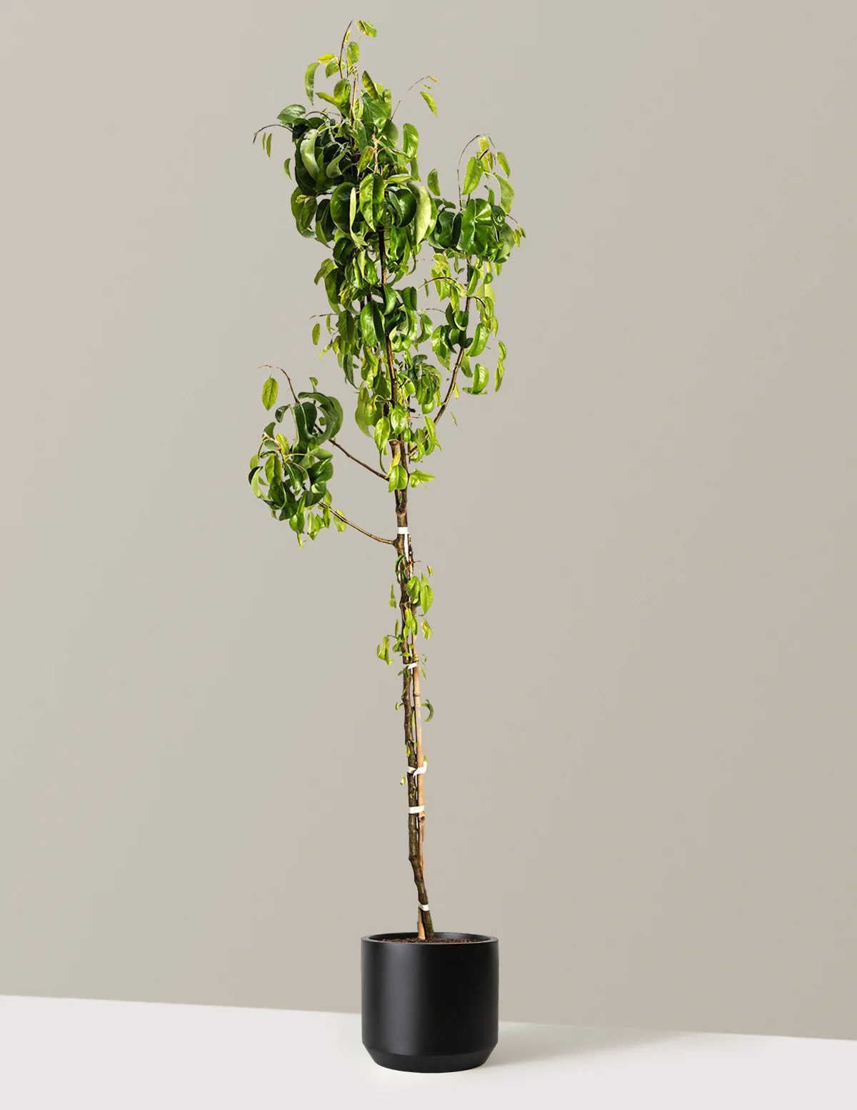 D'Anjou Pear Tree - Image 8