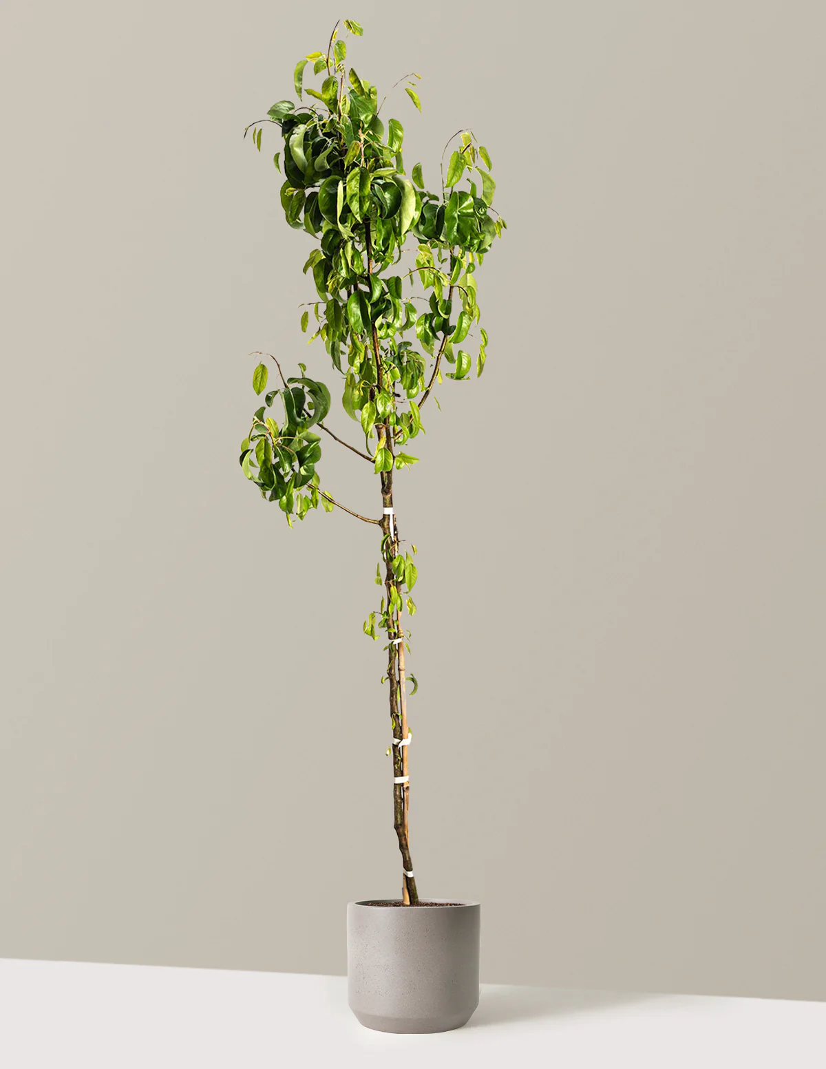 D'Anjou Pear Tree - Image 9