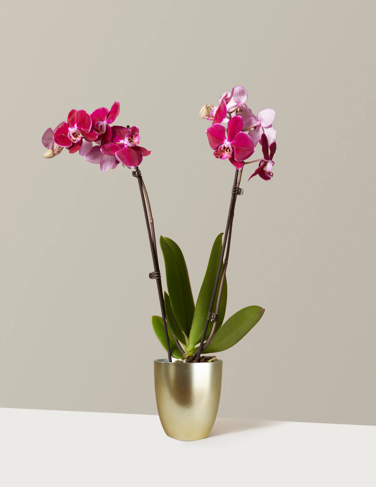 Dark Purple Orchid - Image 3