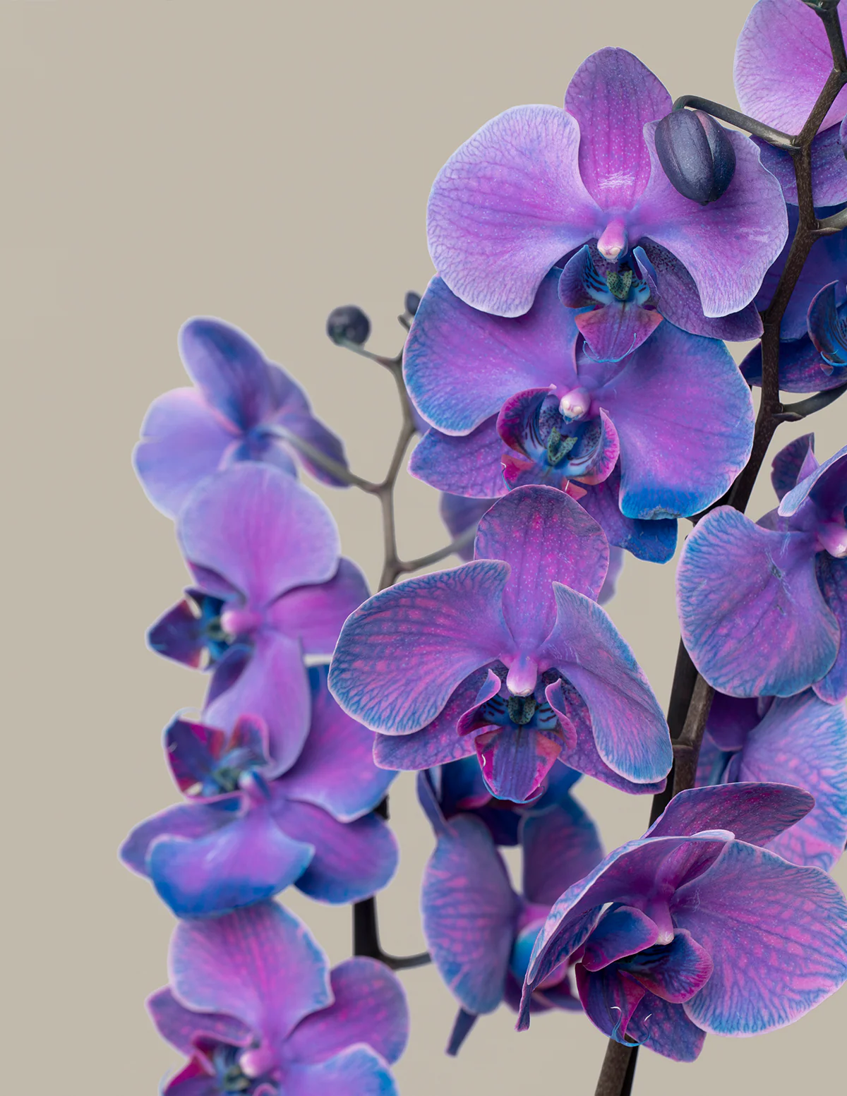 Dark Purple Watercolor Orchid - Image 2