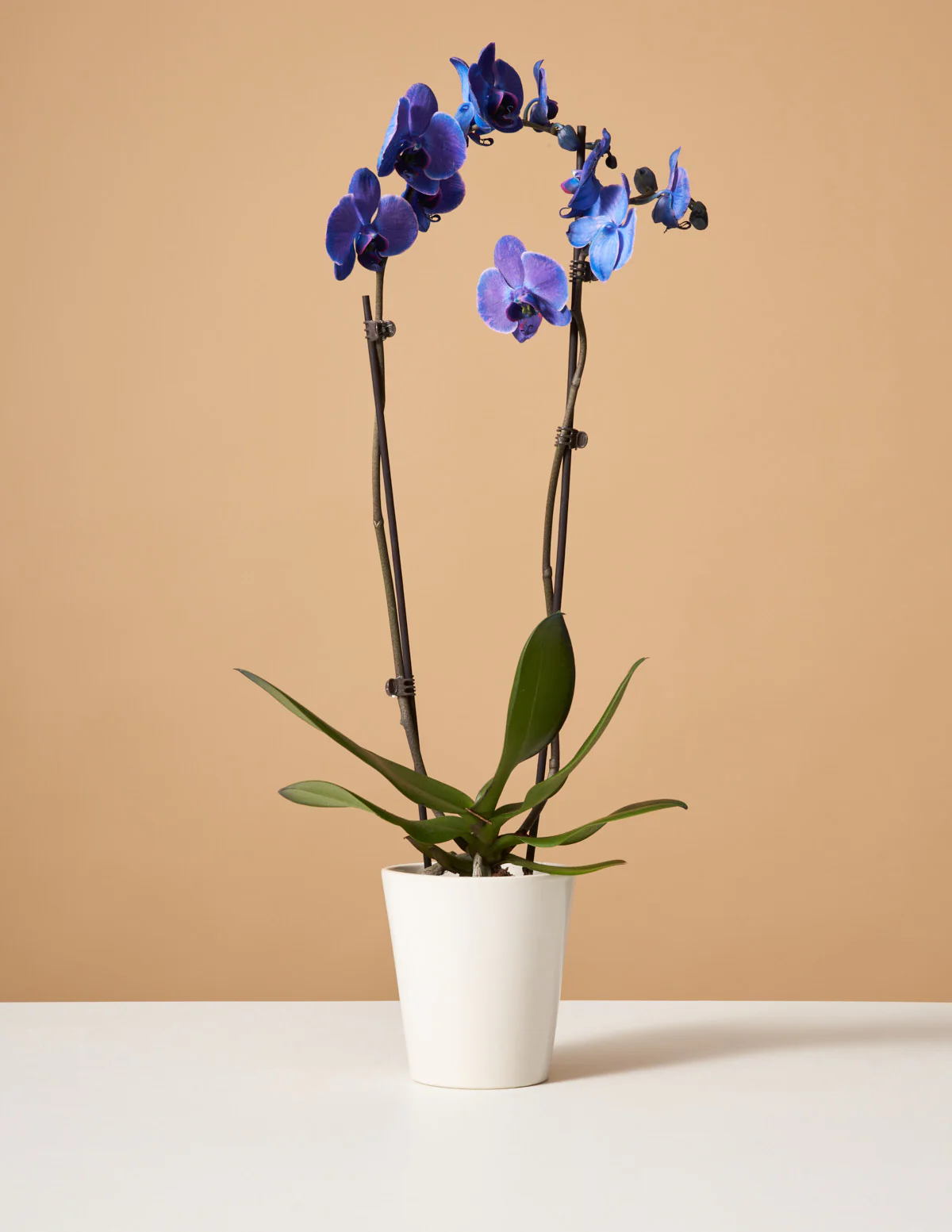Dark Purple Watercolor Orchid - Image 5