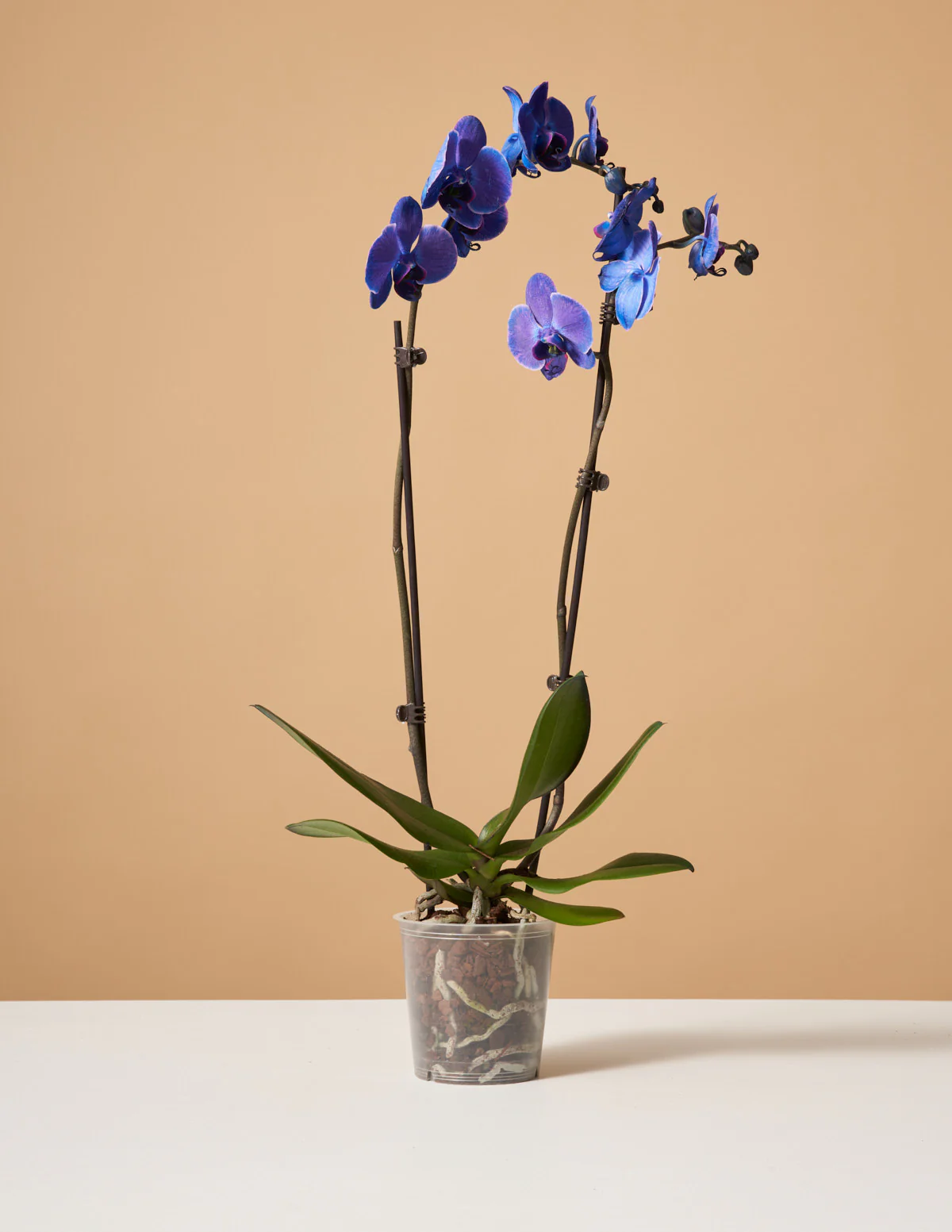 Dark Purple Watercolor Orchid - Image 6