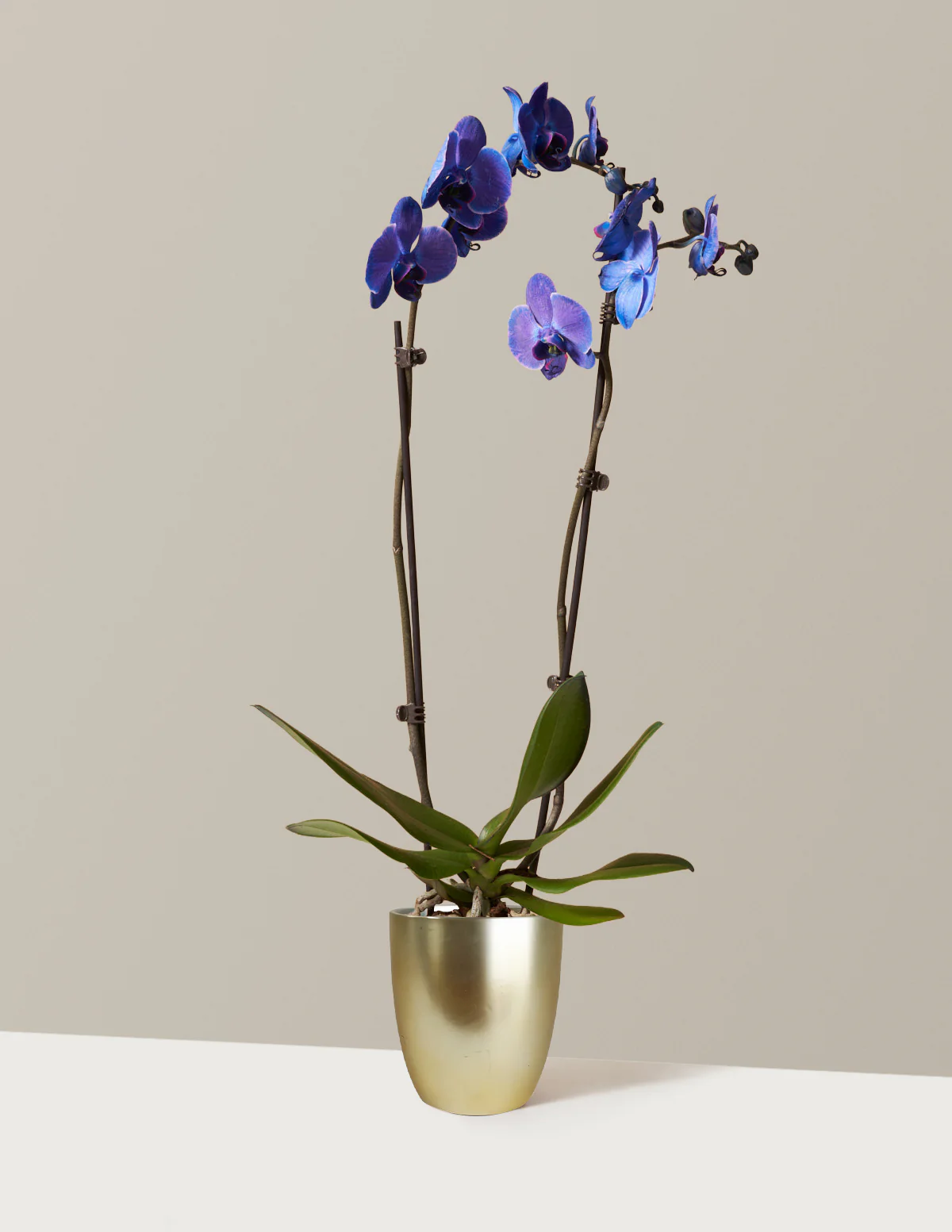 Dark Purple Watercolor Orchid - Image 7