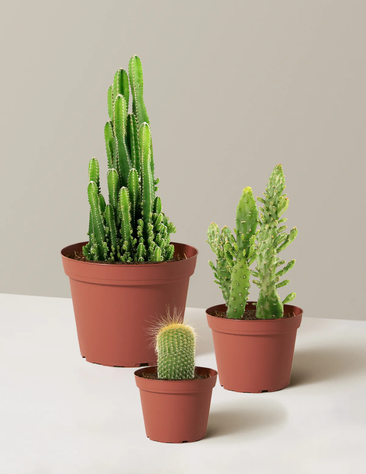 Desert Garden Cacti Trio - Image 3