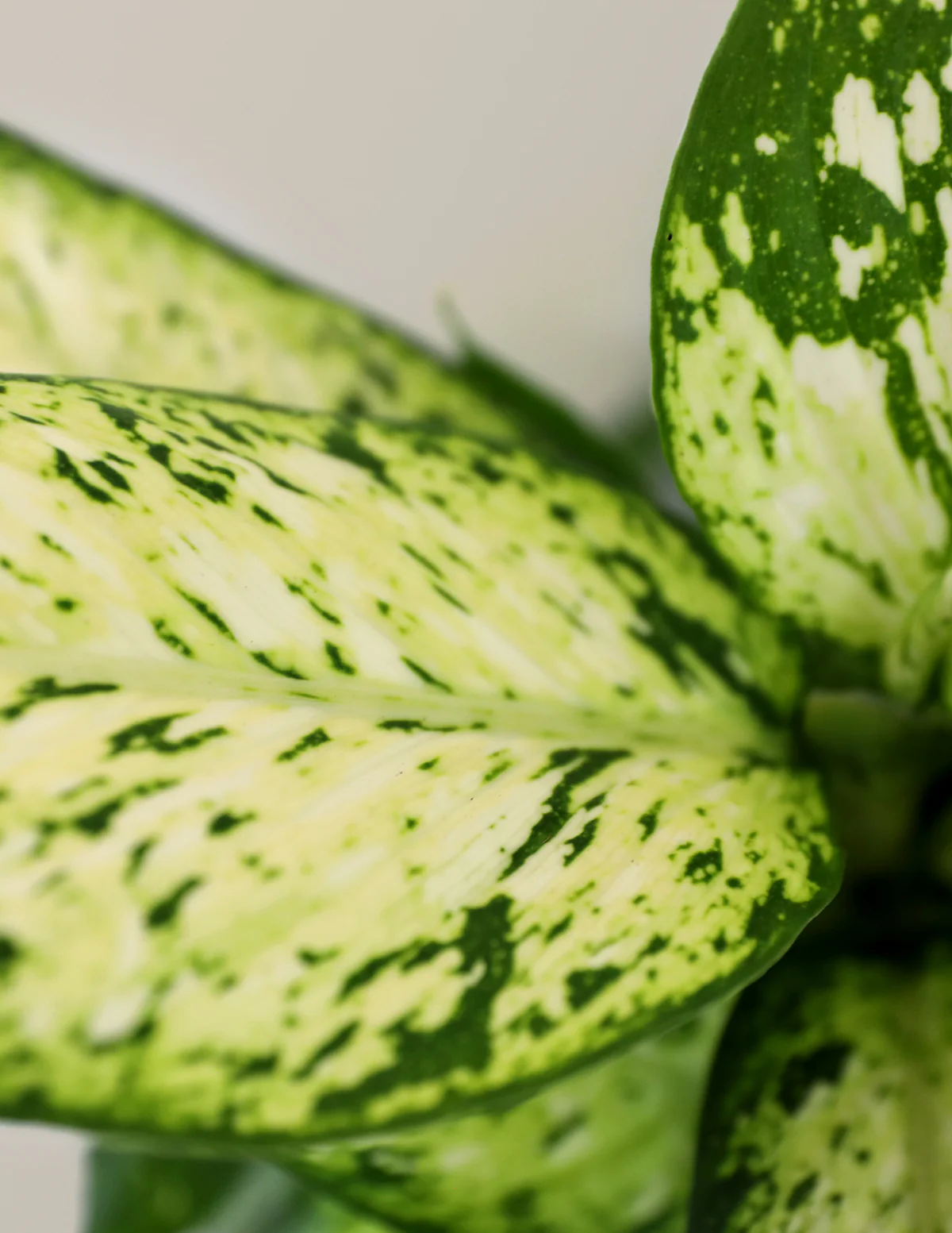 Dieffenbachia Star Bright - Image 2