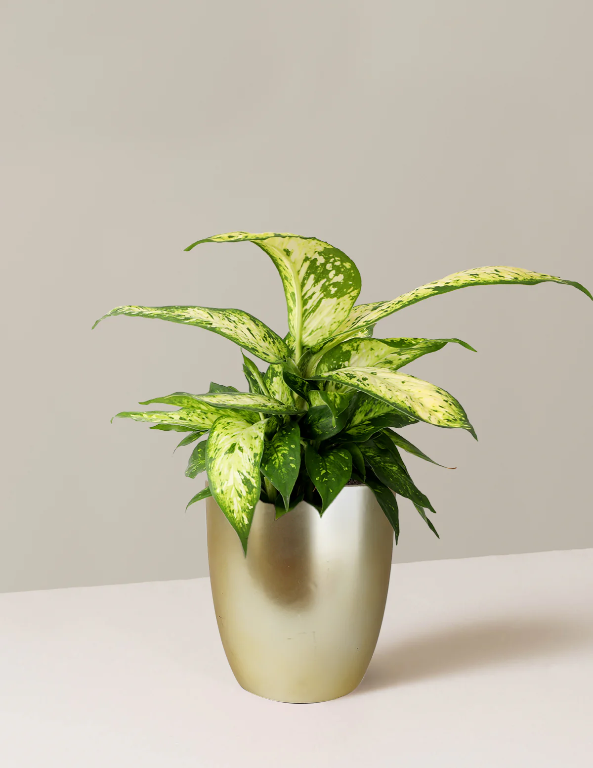 Dieffenbachia Star Bright - Image 3