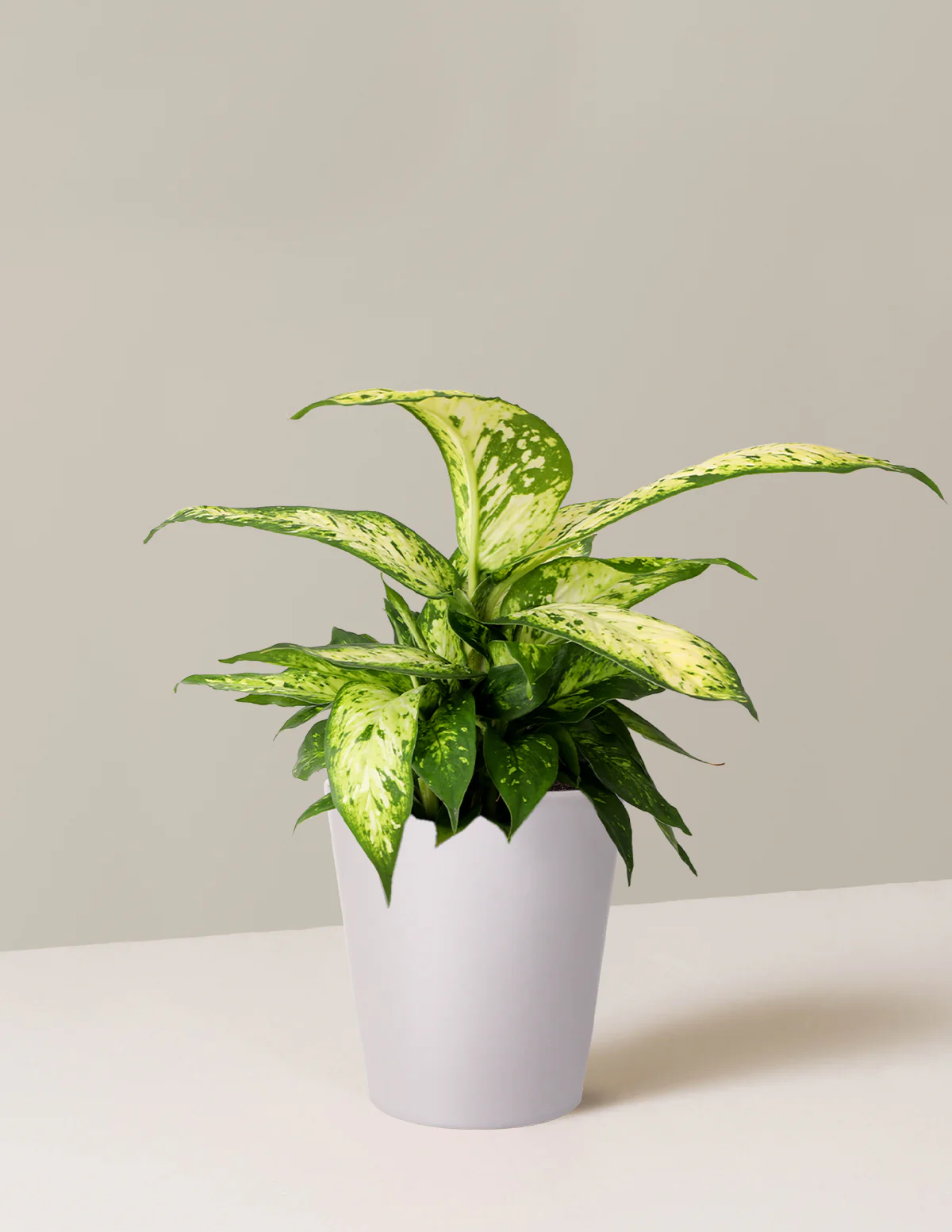 Dieffenbachia Star Bright - Image 4