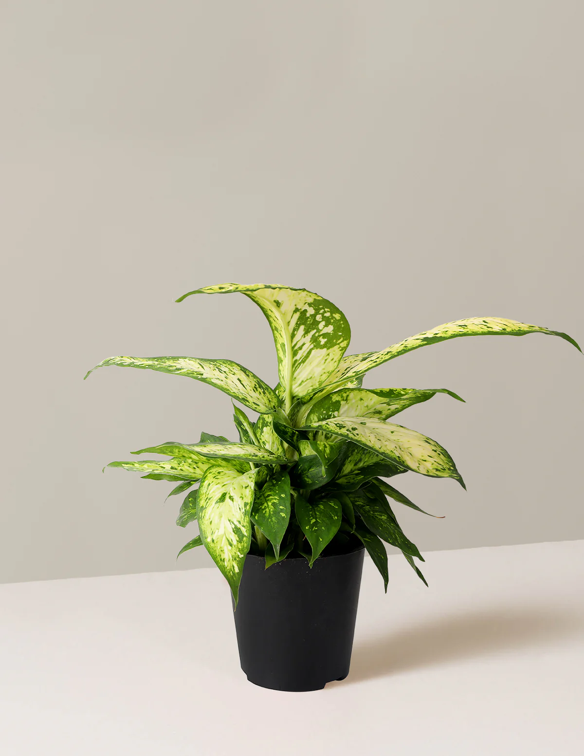 Dieffenbachia Star Bright - Image 5