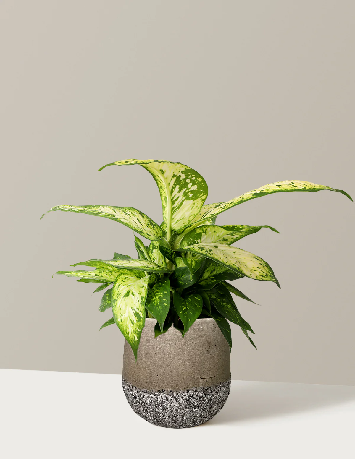 Dieffenbachia Star Bright - Image 6