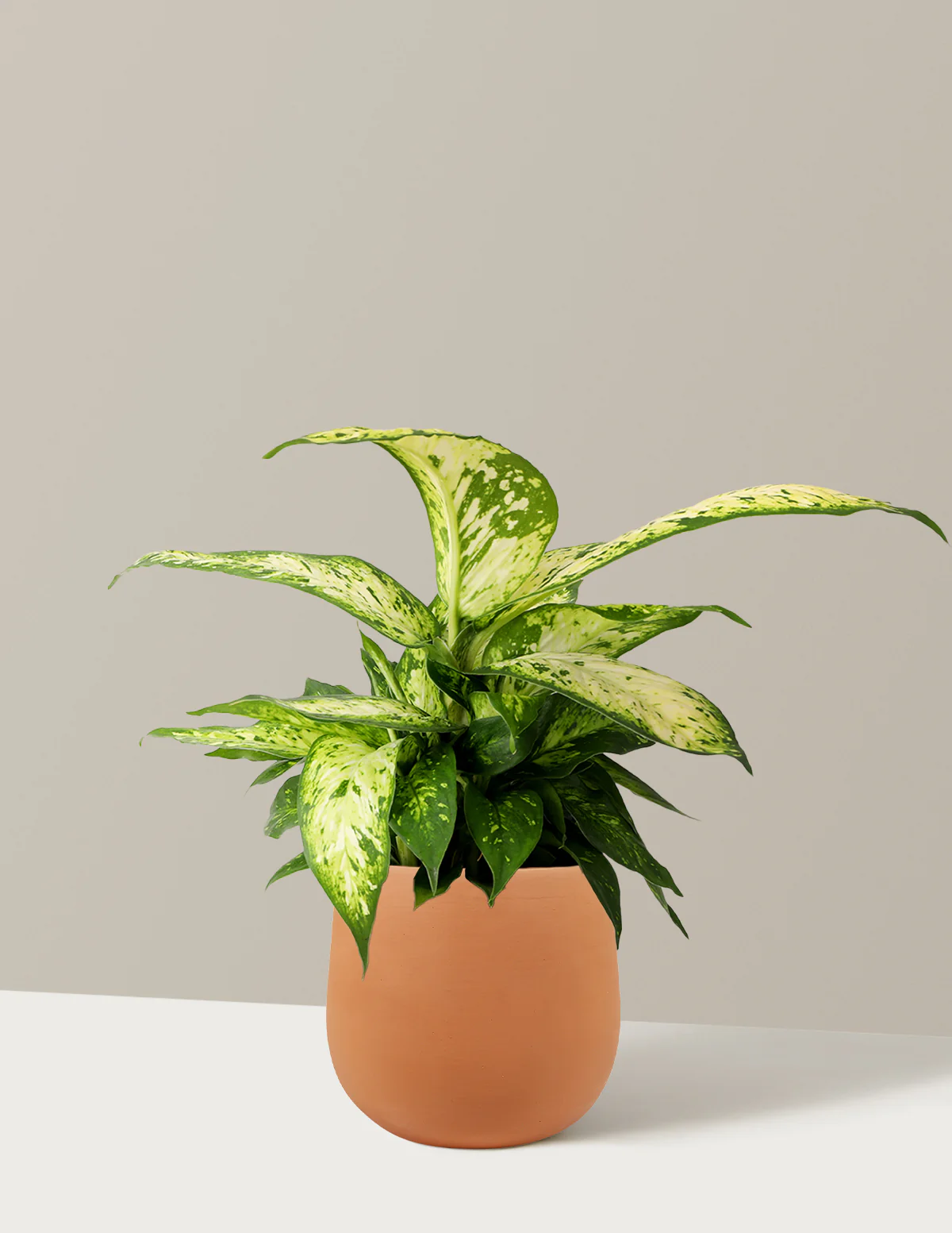 Dieffenbachia Star Bright - Image 7