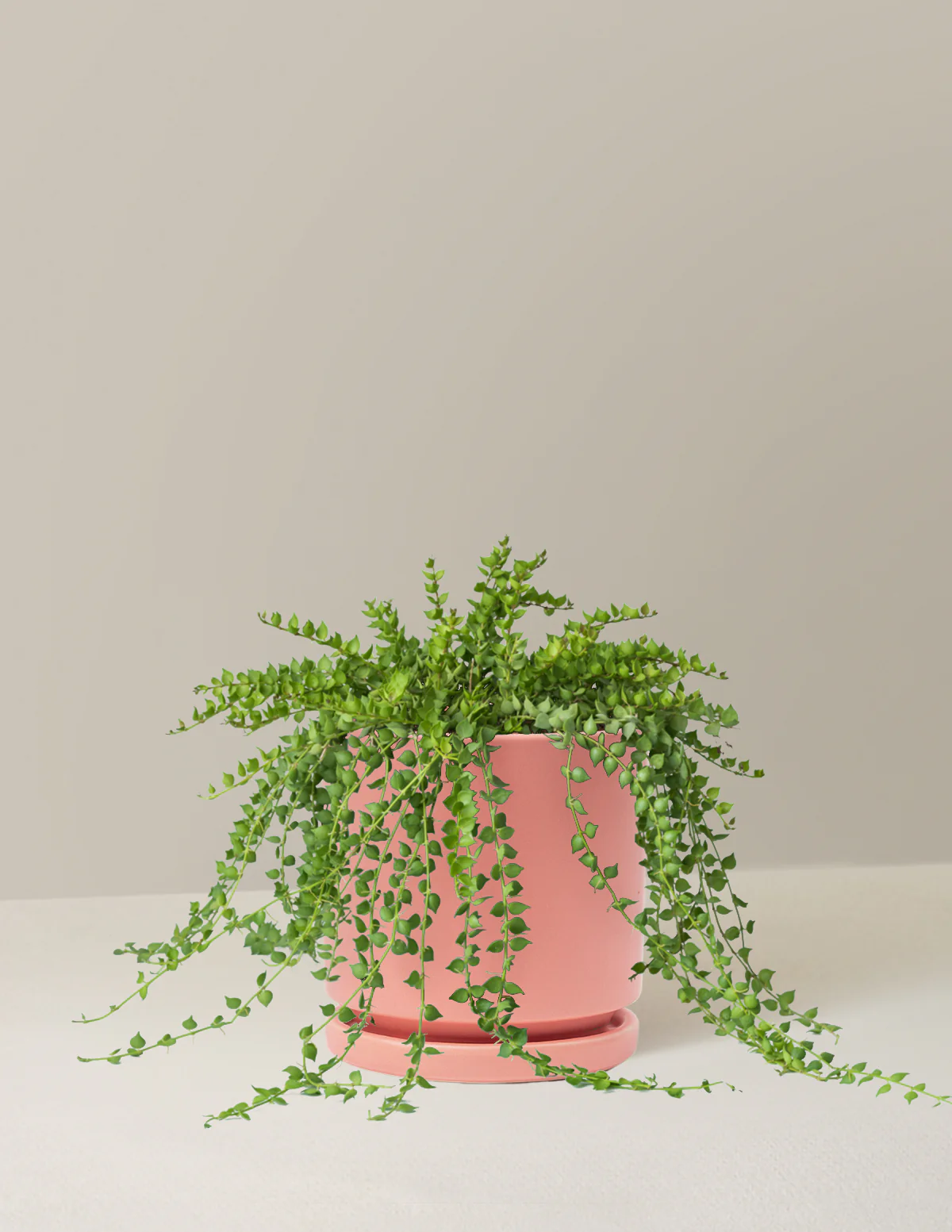 Dischidia - Image 10
