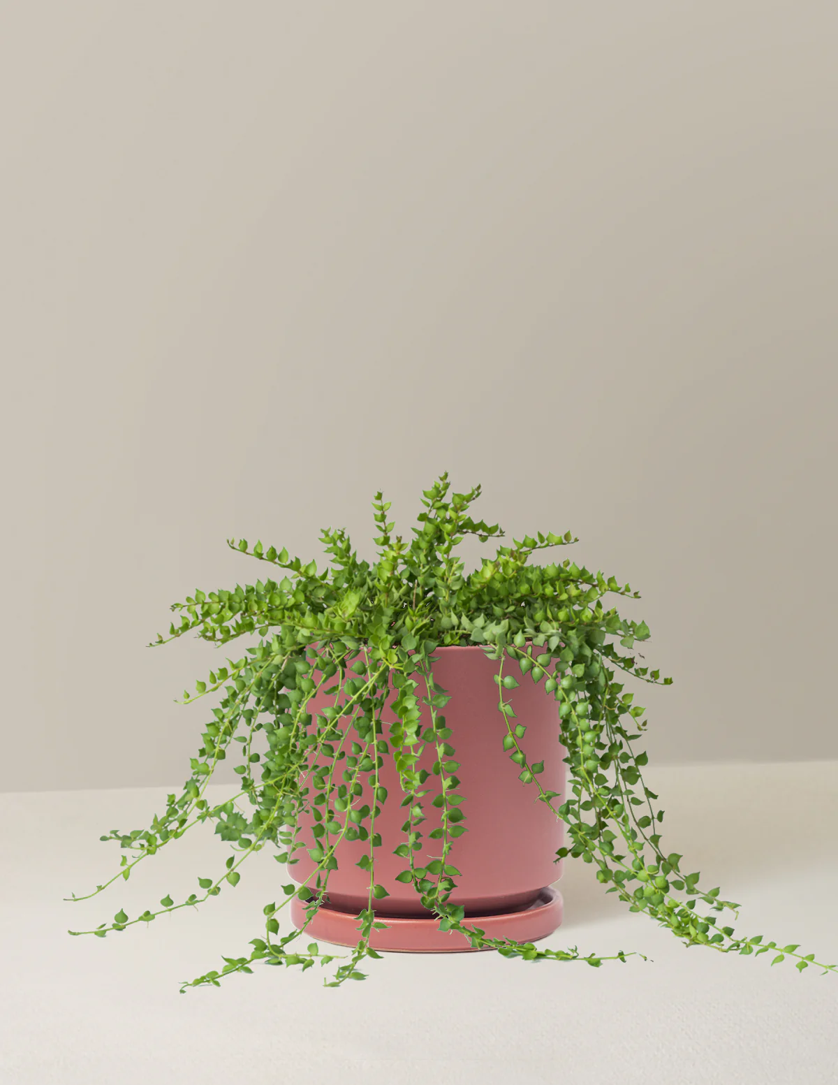 Dischidia - Image 11