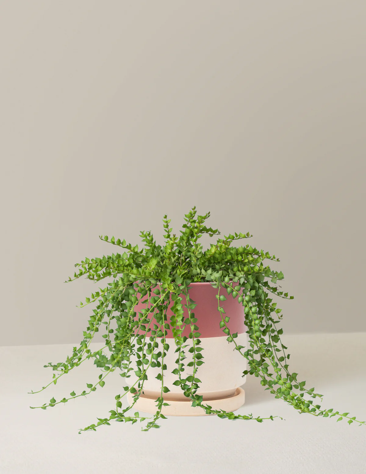 Dischidia - Image 12