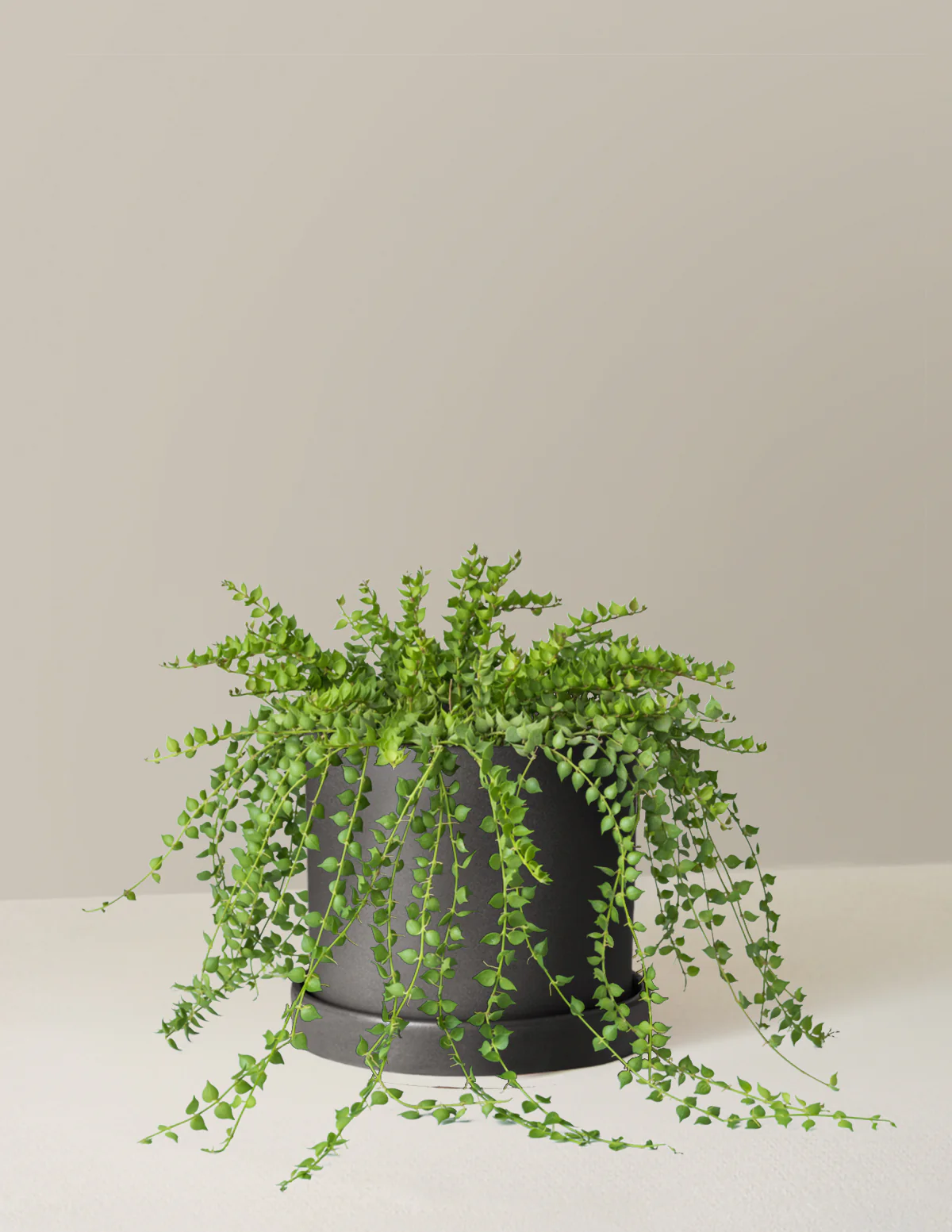 Dischidia - Image 14