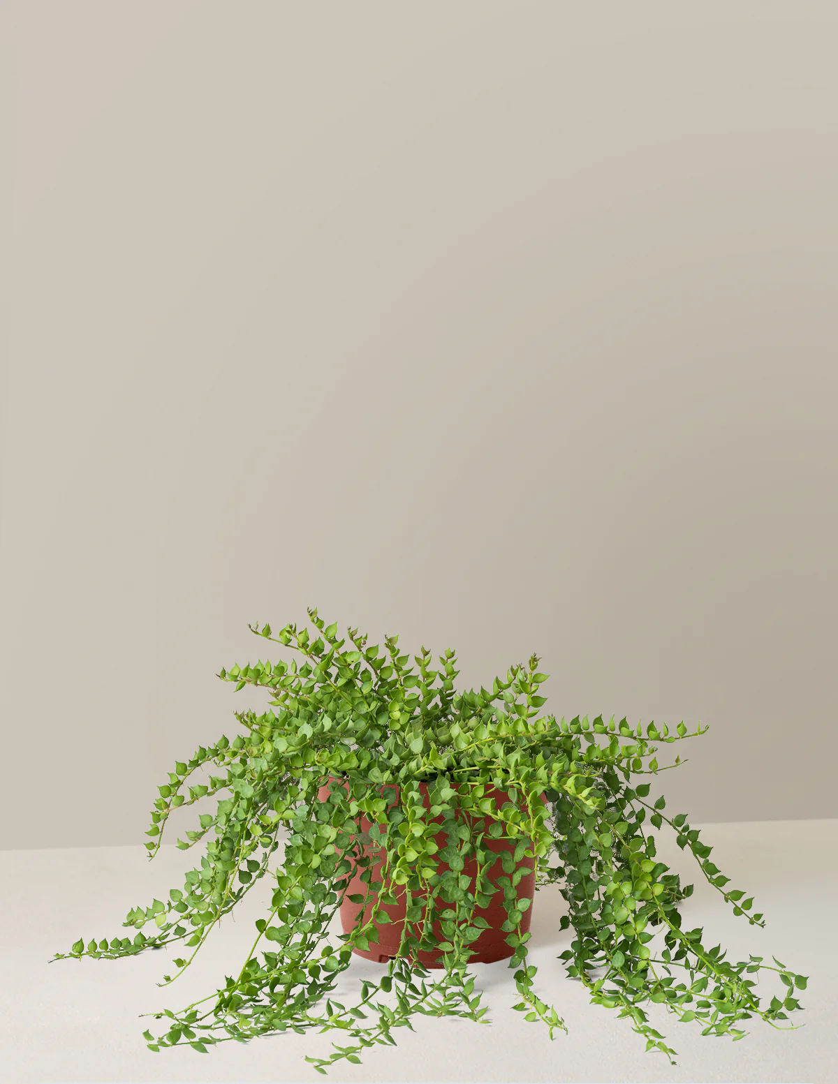 Dischidia - Image 15