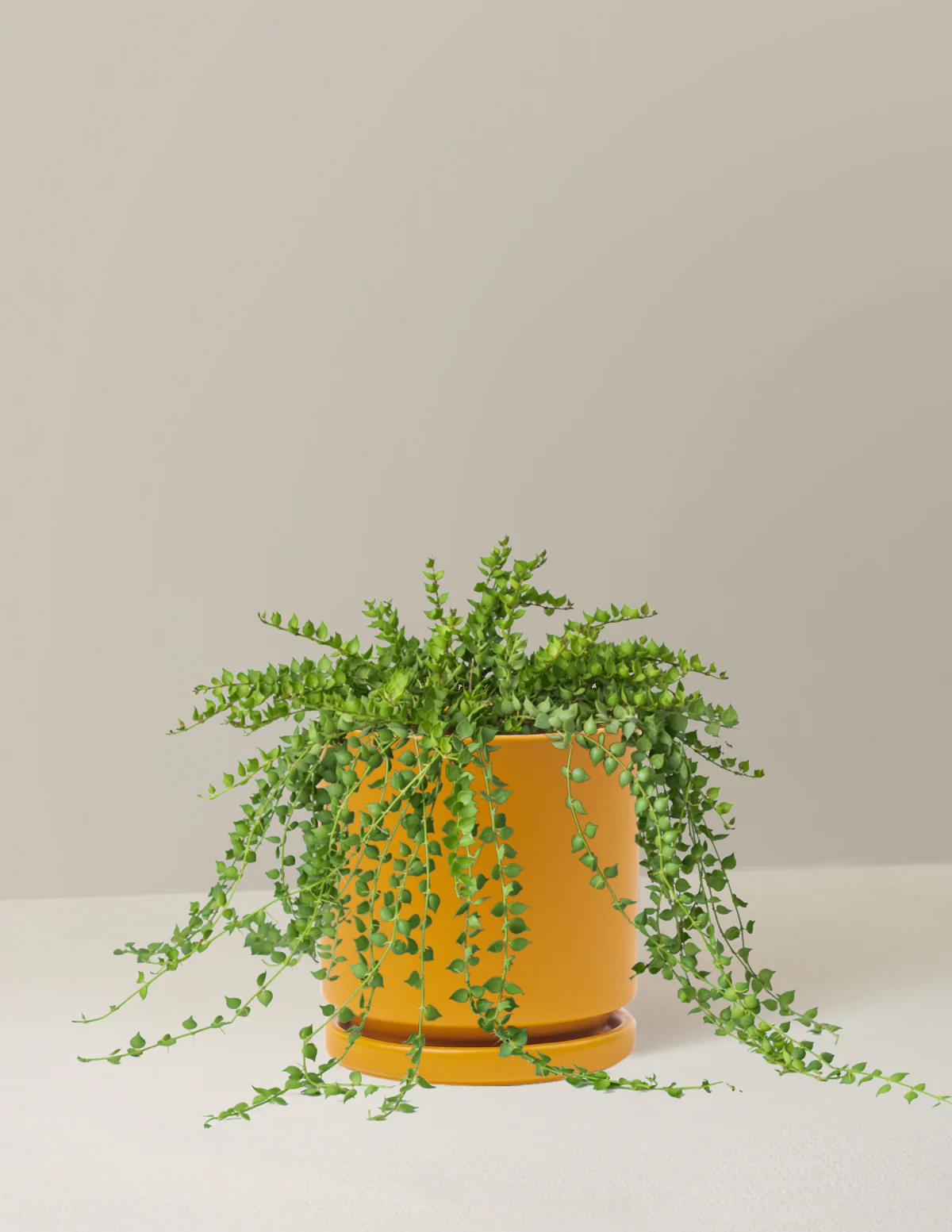 Dischidia - Image 16