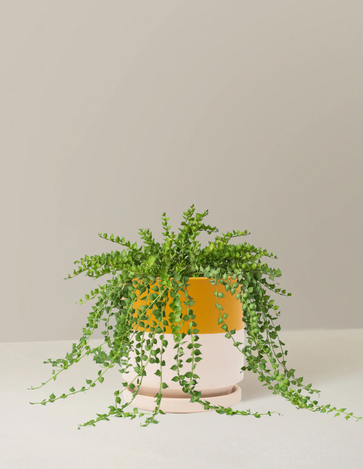 Dischidia - Image 17