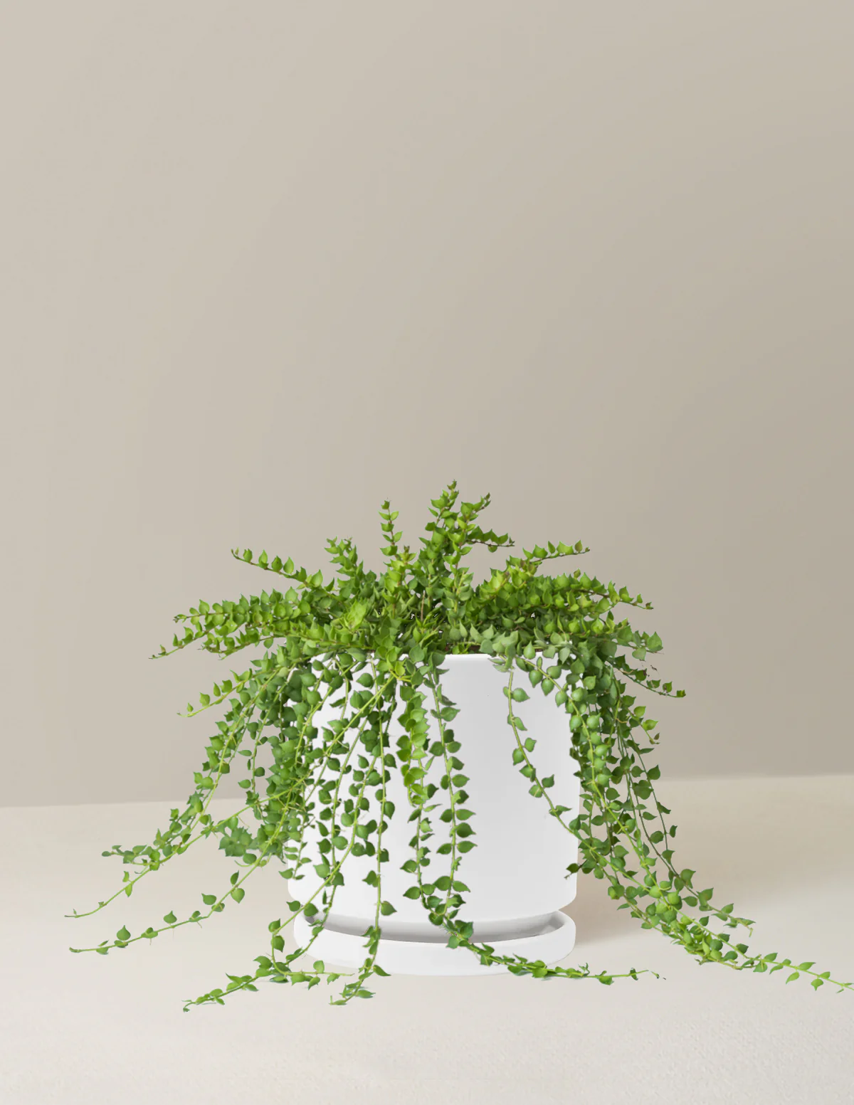 Dischidia - Image 18