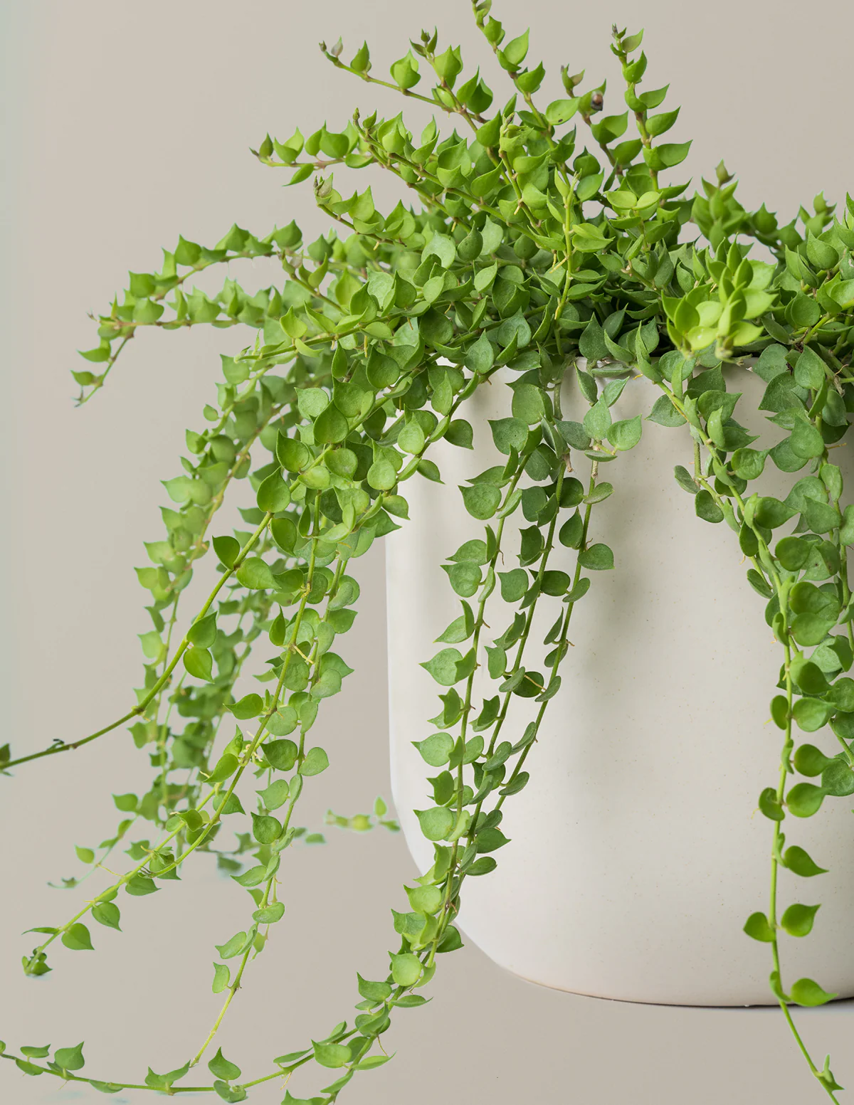 Dischidia - Image 2
